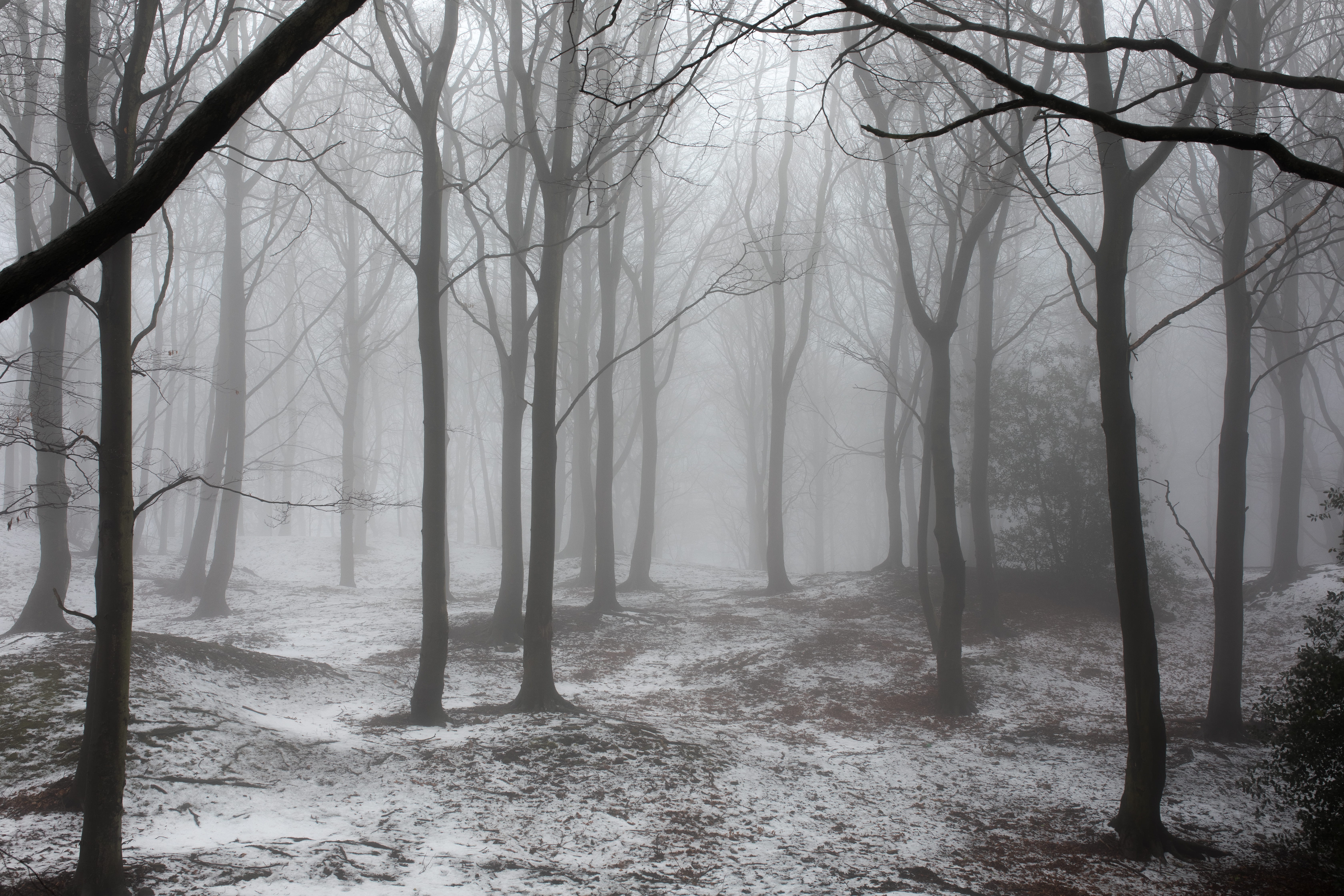 Baixe gratuitamente a imagem Inverno, Natureza, Neve, Floresta, Terra/natureza, Neblina na área de trabalho do seu PC