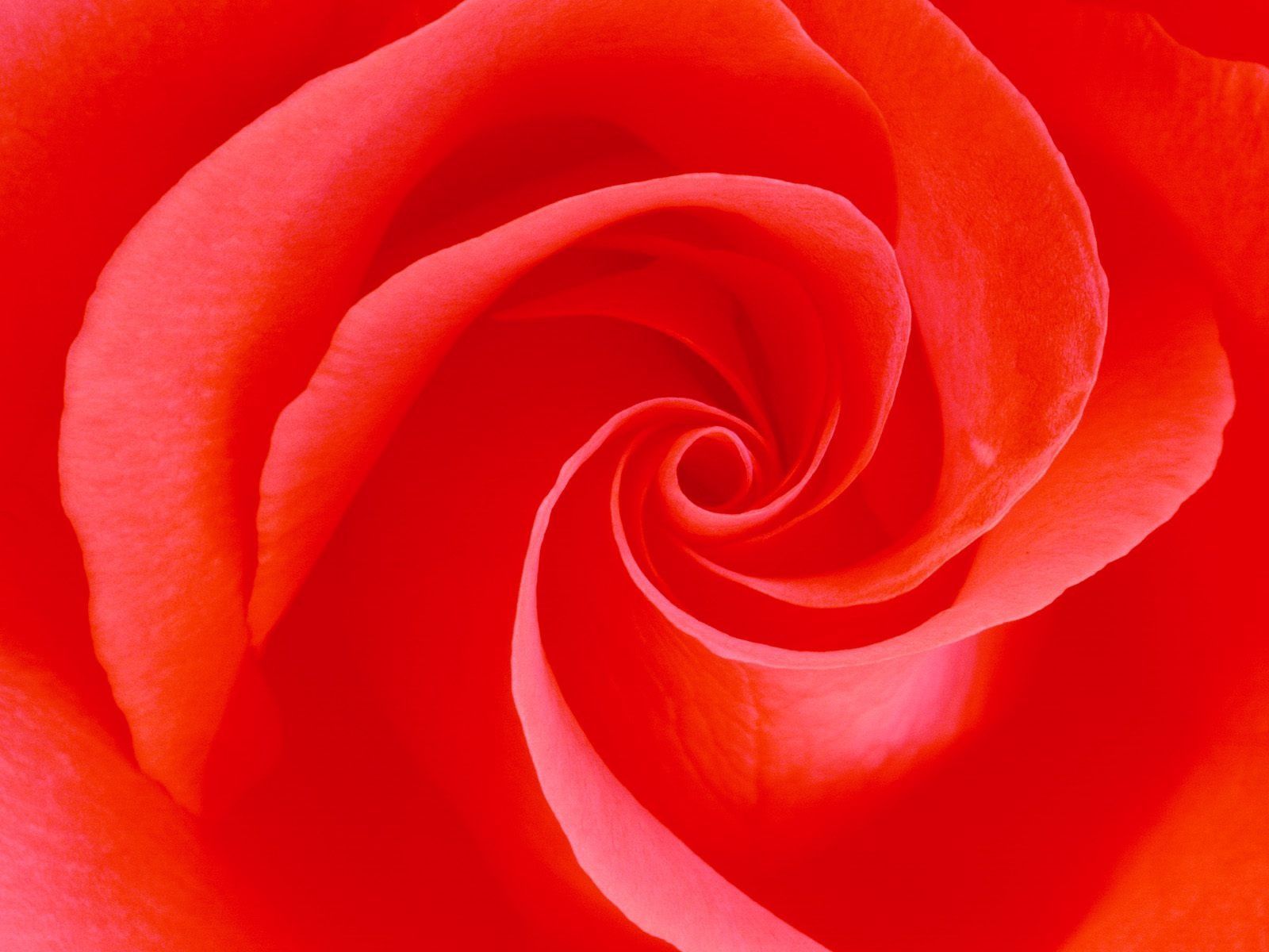 無料モバイル壁紙マクロ, 花びら, つぼみ, 蕾, 赤い, 大きい, バラの花, 薔薇をダウンロードします。