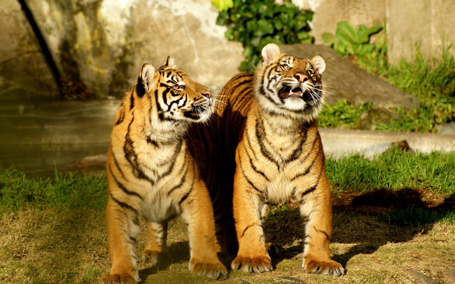 87214 скачать обои пара, тигрята, животные, тигр, полосатый - заставки и картинки бесплатно