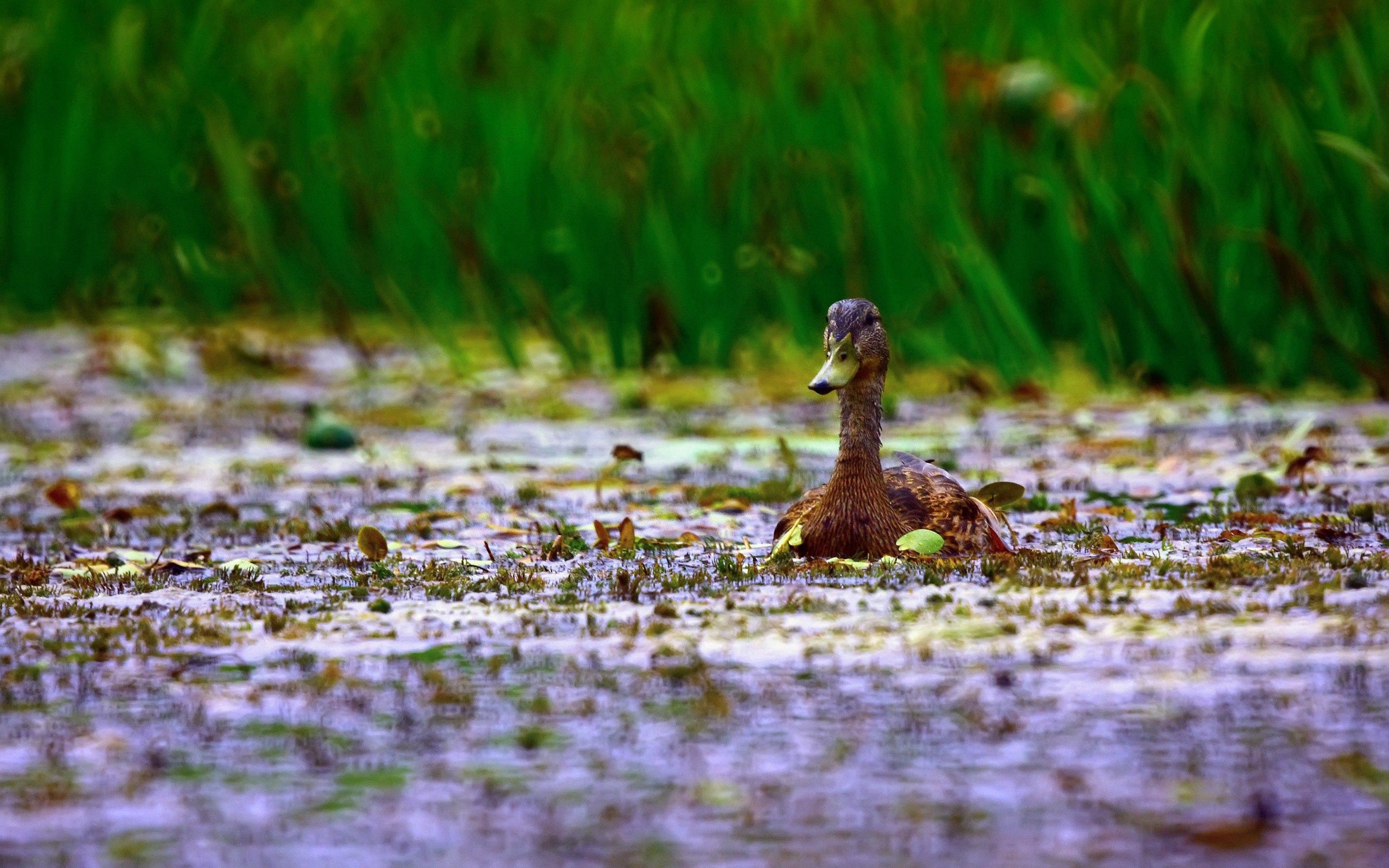 animals, grass, beak, duck, to swim, swim Phone Background