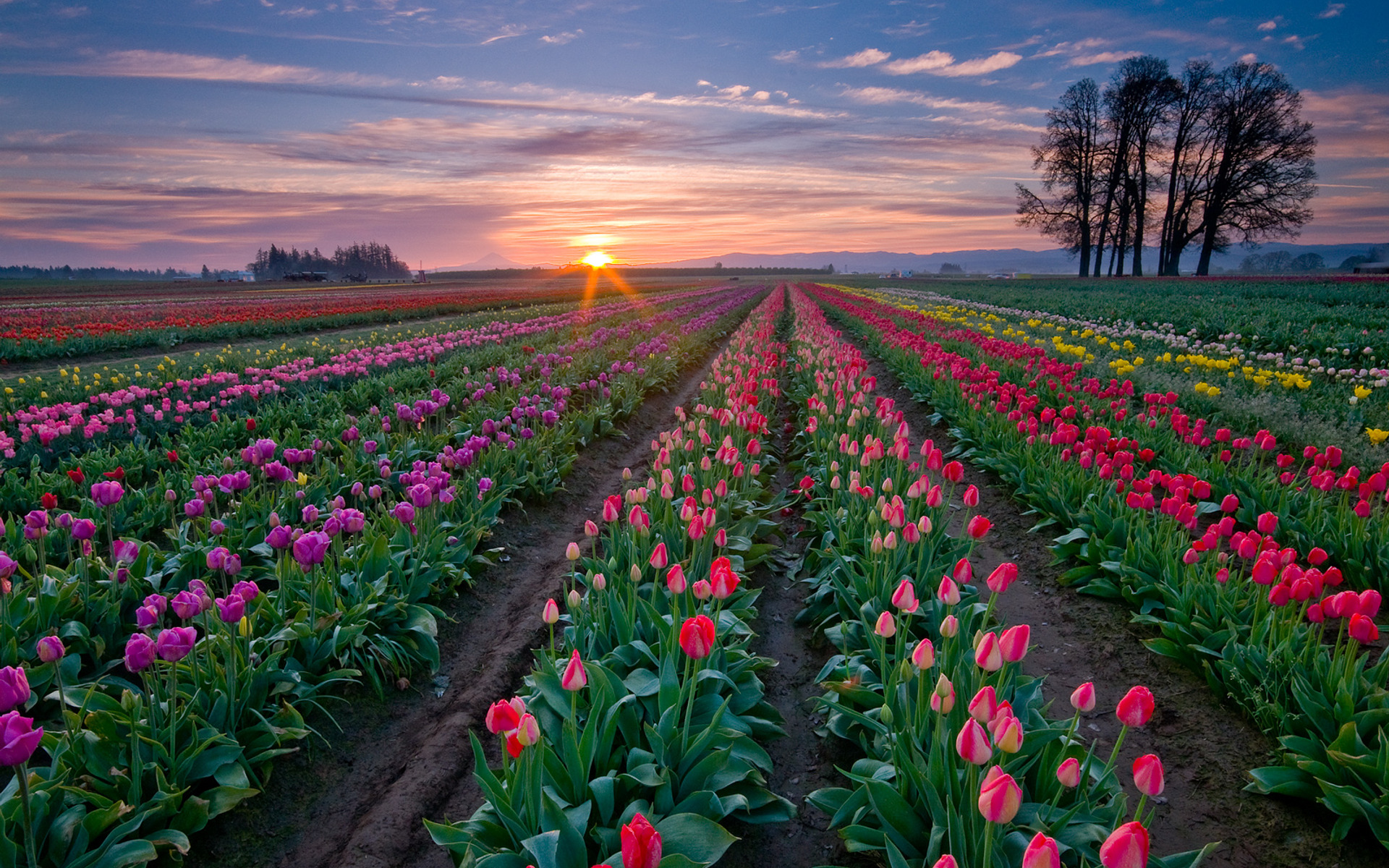167787 télécharger l'image tulipe, fleurs, terre/nature - fonds d'écran et économiseurs d'écran gratuits
