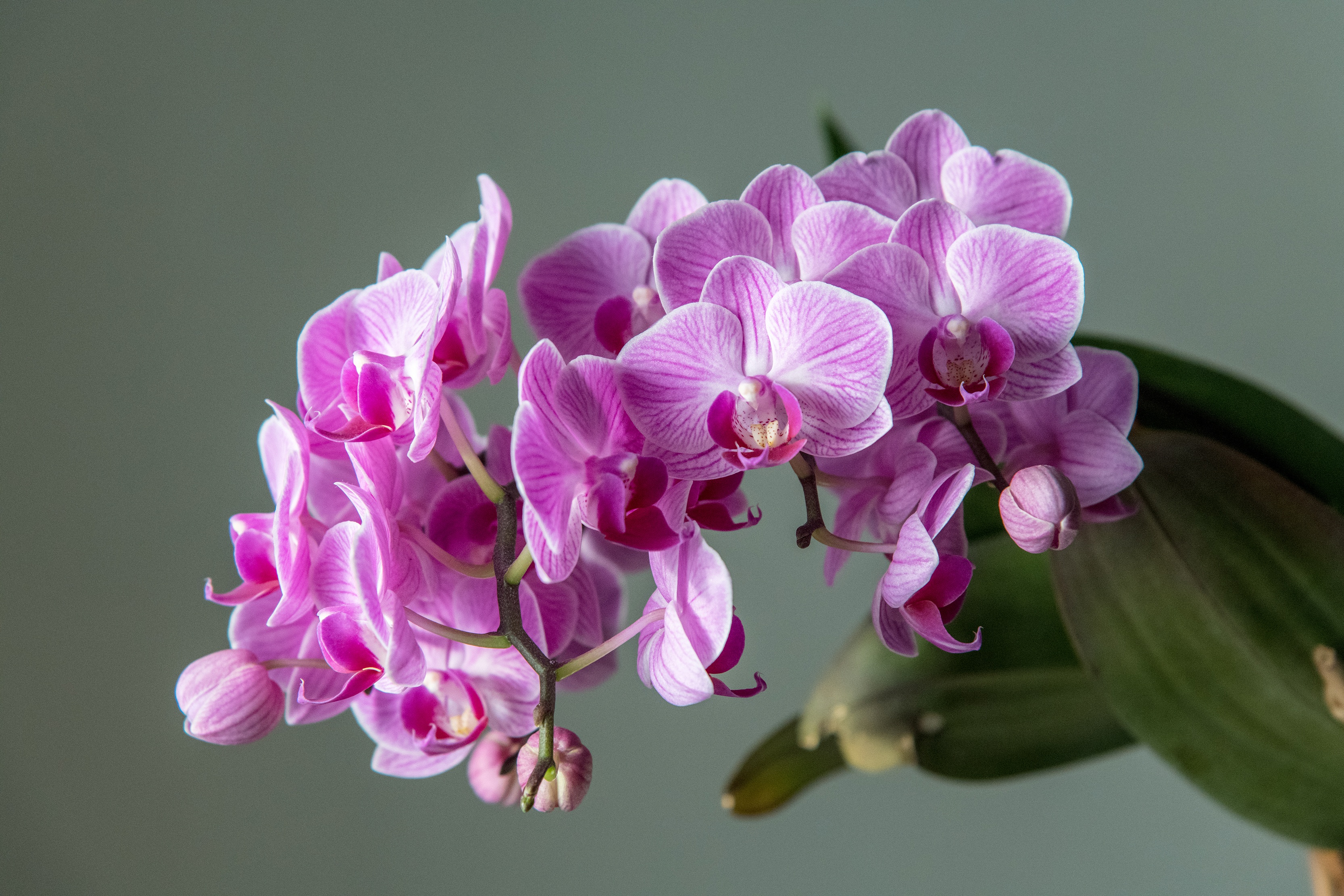 Download mobile wallpaper Nature, Flowers, Flower, Earth, Orchid, Pink Flower for free.