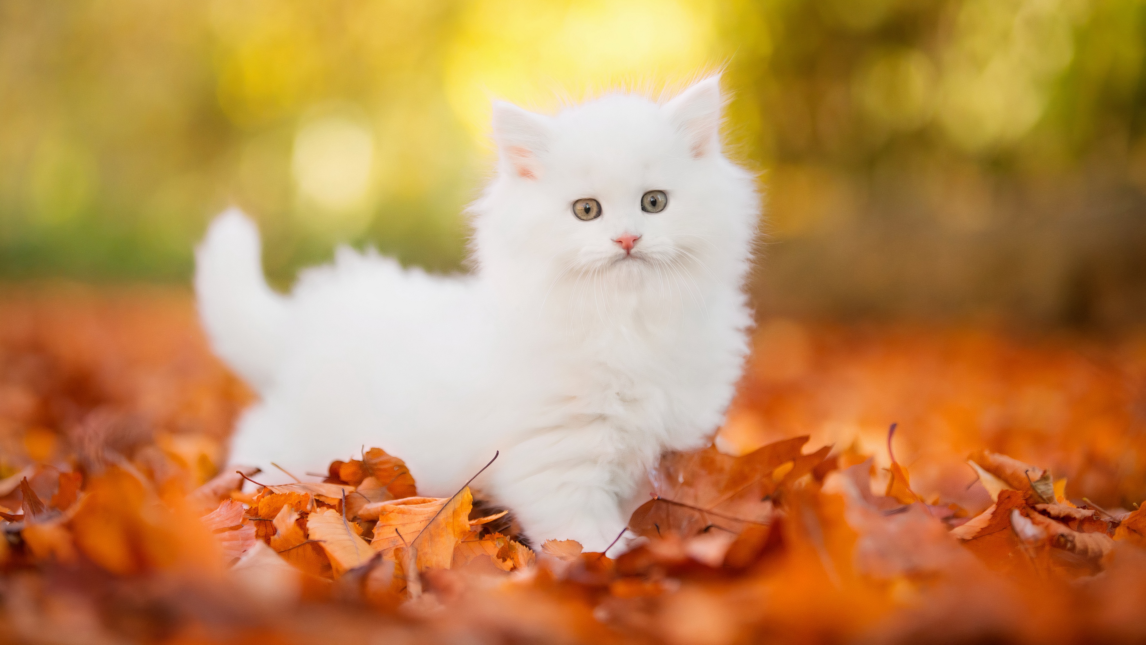 無料モバイル壁紙動物, ネコ, 猫, 子猫をダウンロードします。