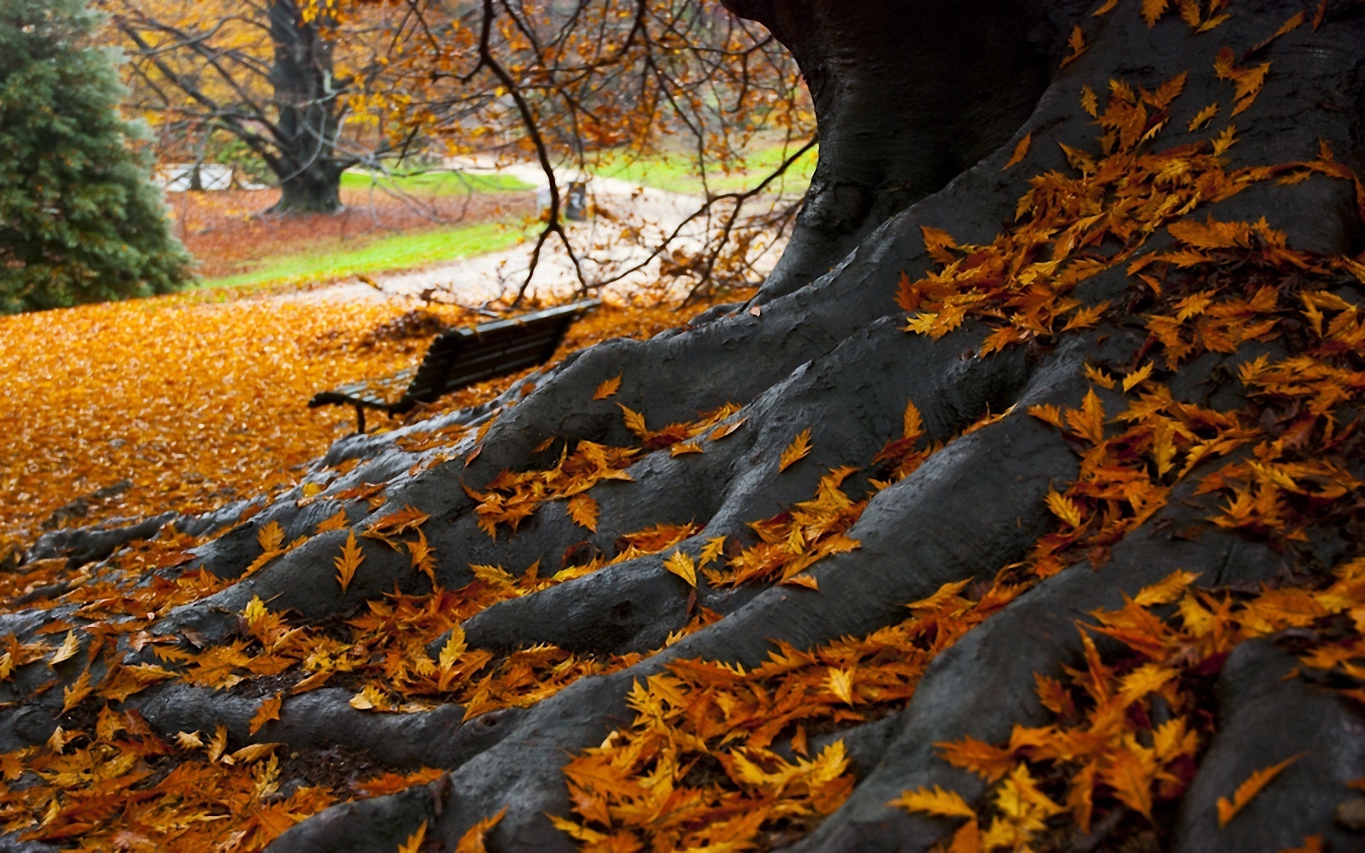 無料モバイル壁紙写真撮影, 秋をダウンロードします。