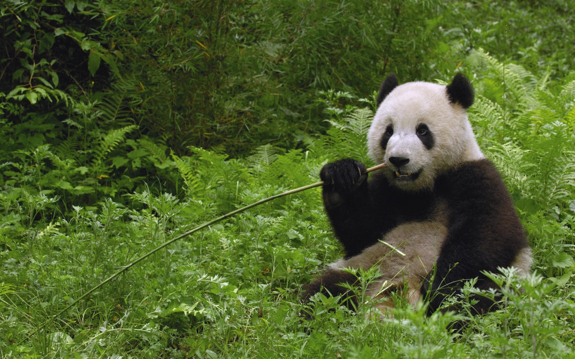 animals, grass, bears, pandas, green download HD wallpaper