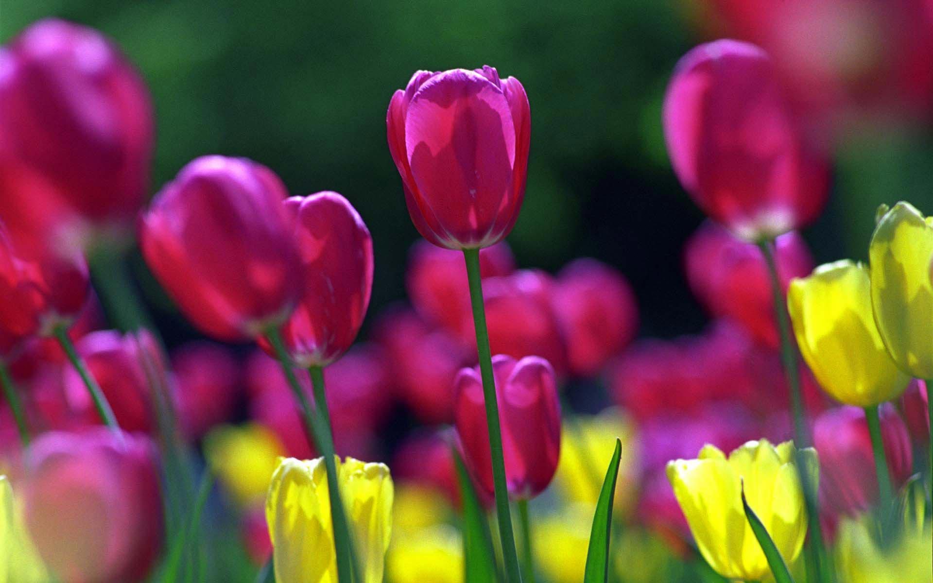 Скачати мобільні шпалери Рослини, Квіти, Тюльпани безкоштовно.