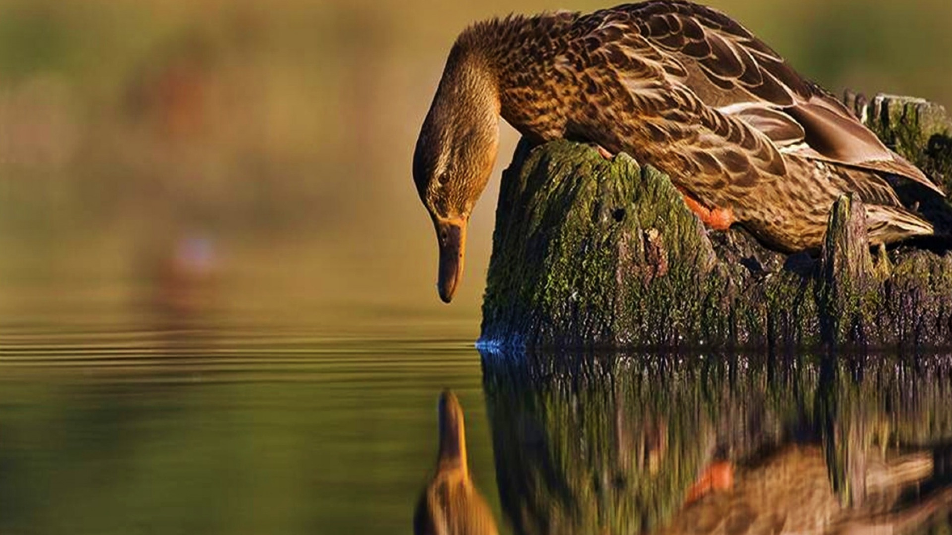 Download mobile wallpaper Duck, Birds, Animal for free.