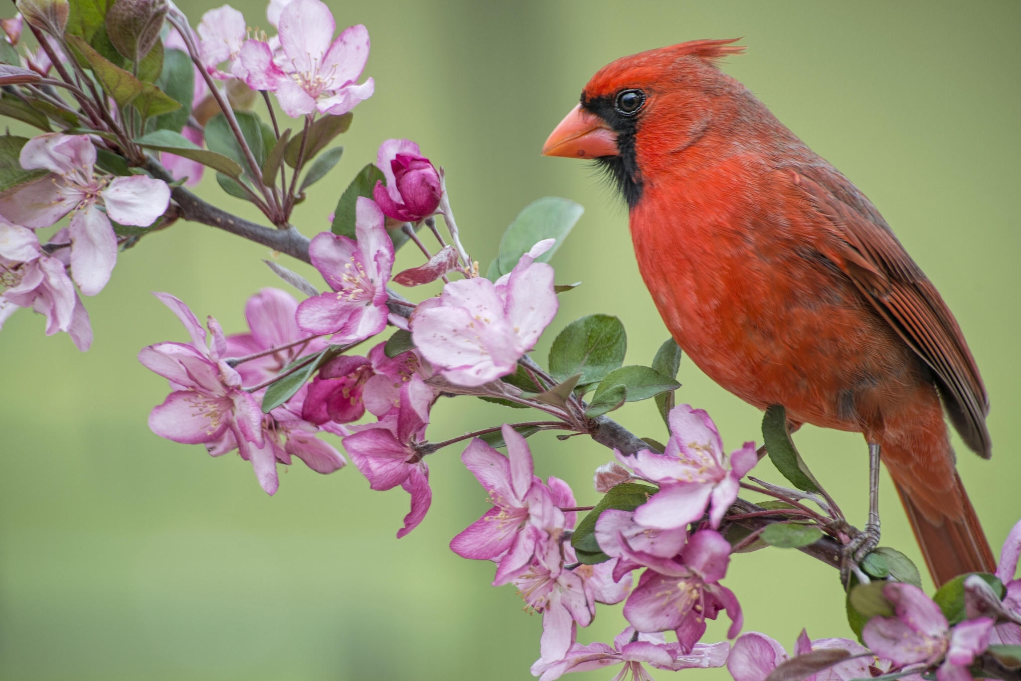 406326 descargar fondo de pantalla animales, cardenal norteño, ave, rama, cardenal, flor, aves: protectores de pantalla e imágenes gratis