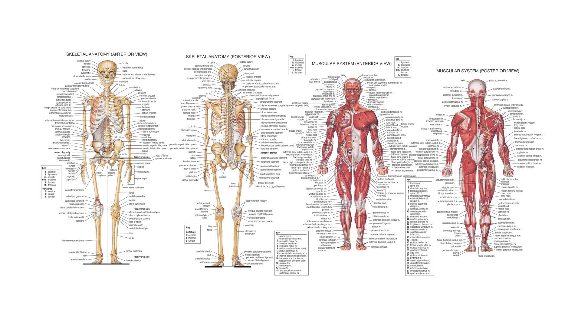 537134 télécharger l'image anatomie, humain, divers, graphique, squelette - fonds d'écran et économiseurs d'écran gratuits