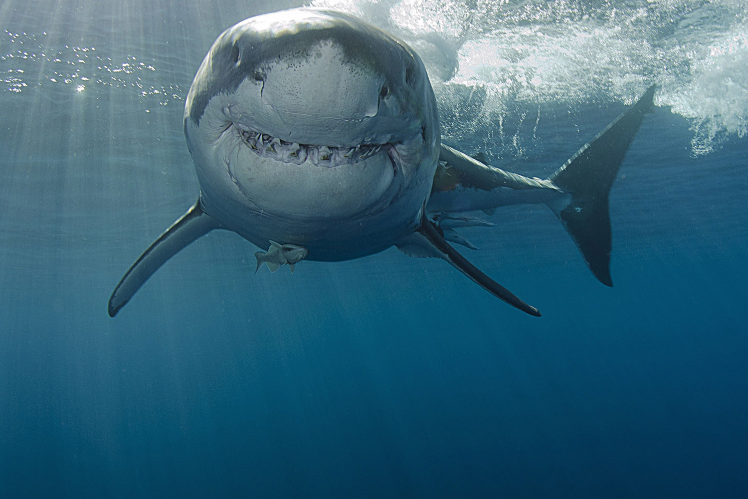 340099壁紙のダウンロード動物, ホホジロザメ, サメ-スクリーンセーバーと写真を無料で