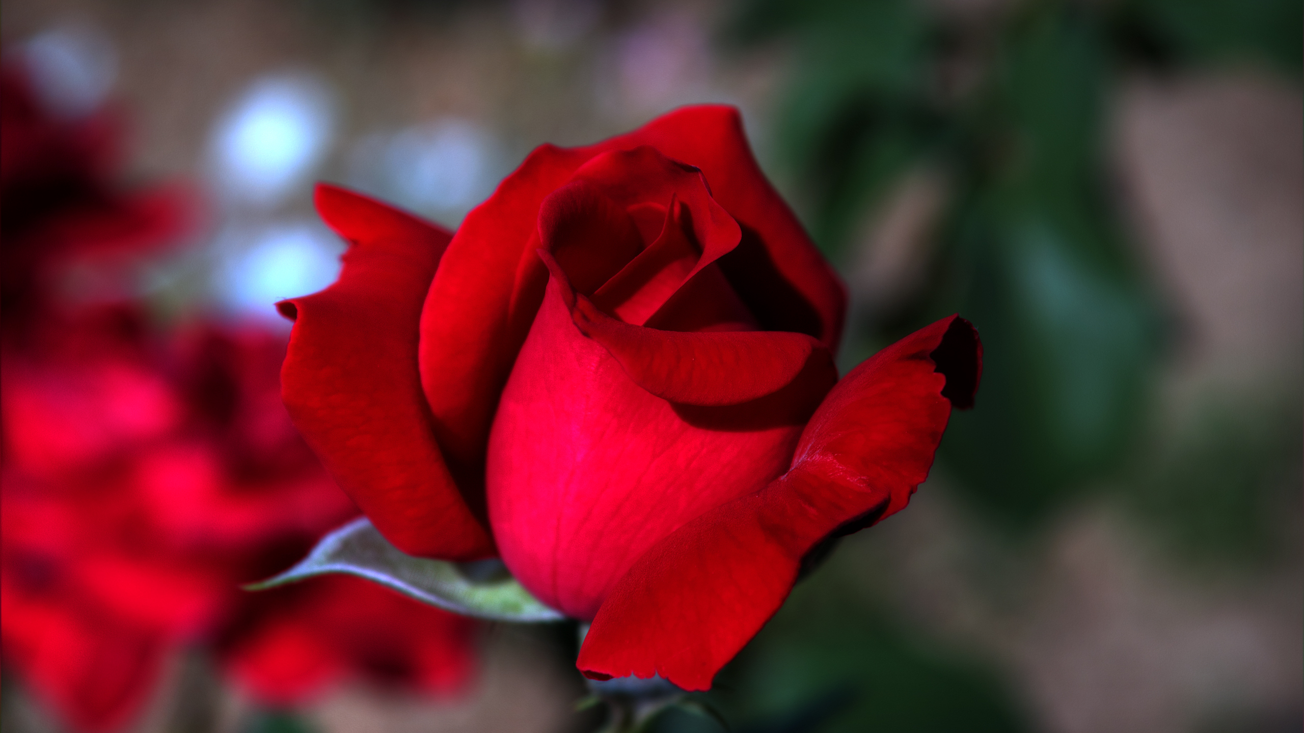 Descarga gratuita de fondo de pantalla para móvil de Flores, Rosa, Flor, Tierra/naturaleza.