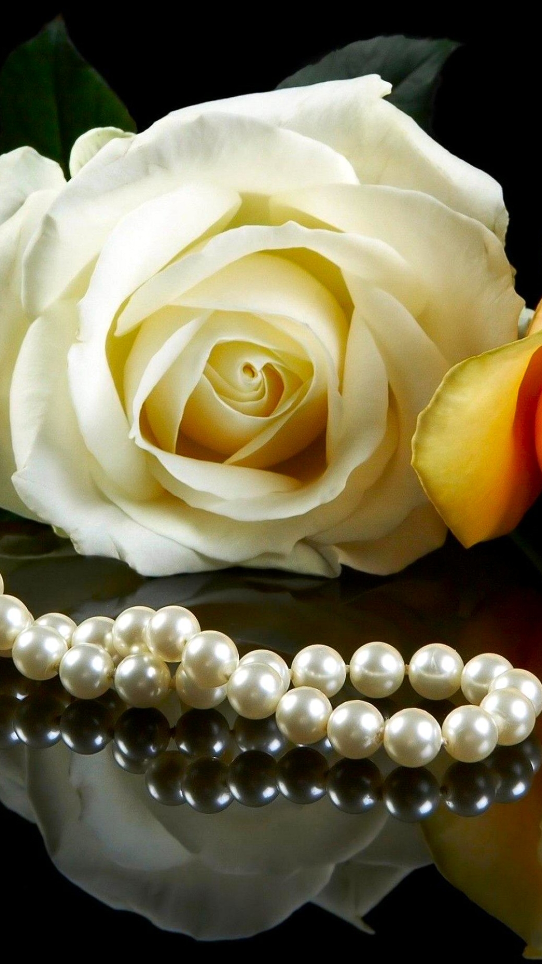 Download mobile wallpaper Still Life, Reflection, Flower, Rose, Leaf, Pearl, Photography for free.