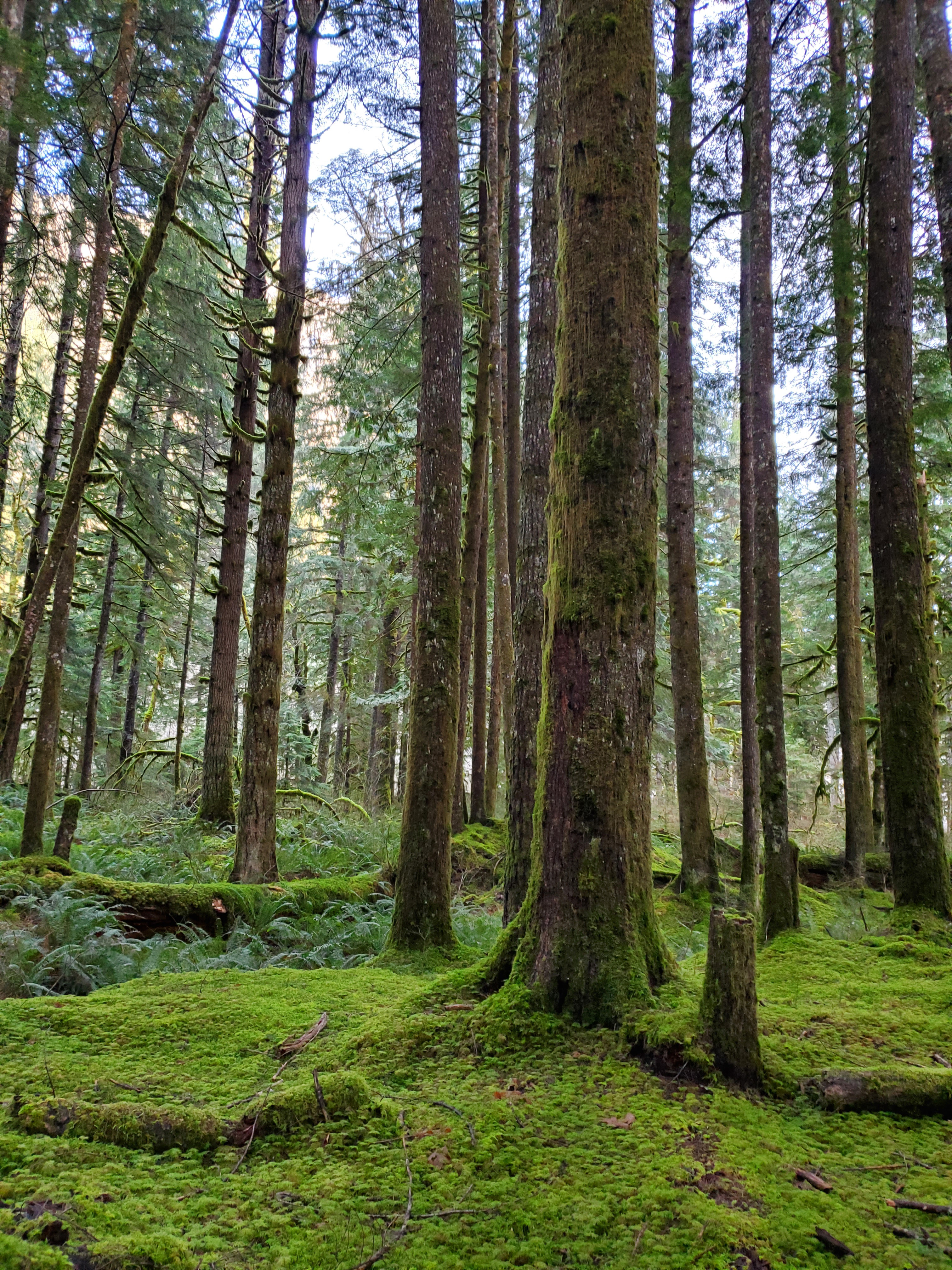 Laden Sie das Natur, Bäume, Kiefer, Moos, Moss, Wald-Bild kostenlos auf Ihren PC-Desktop herunter