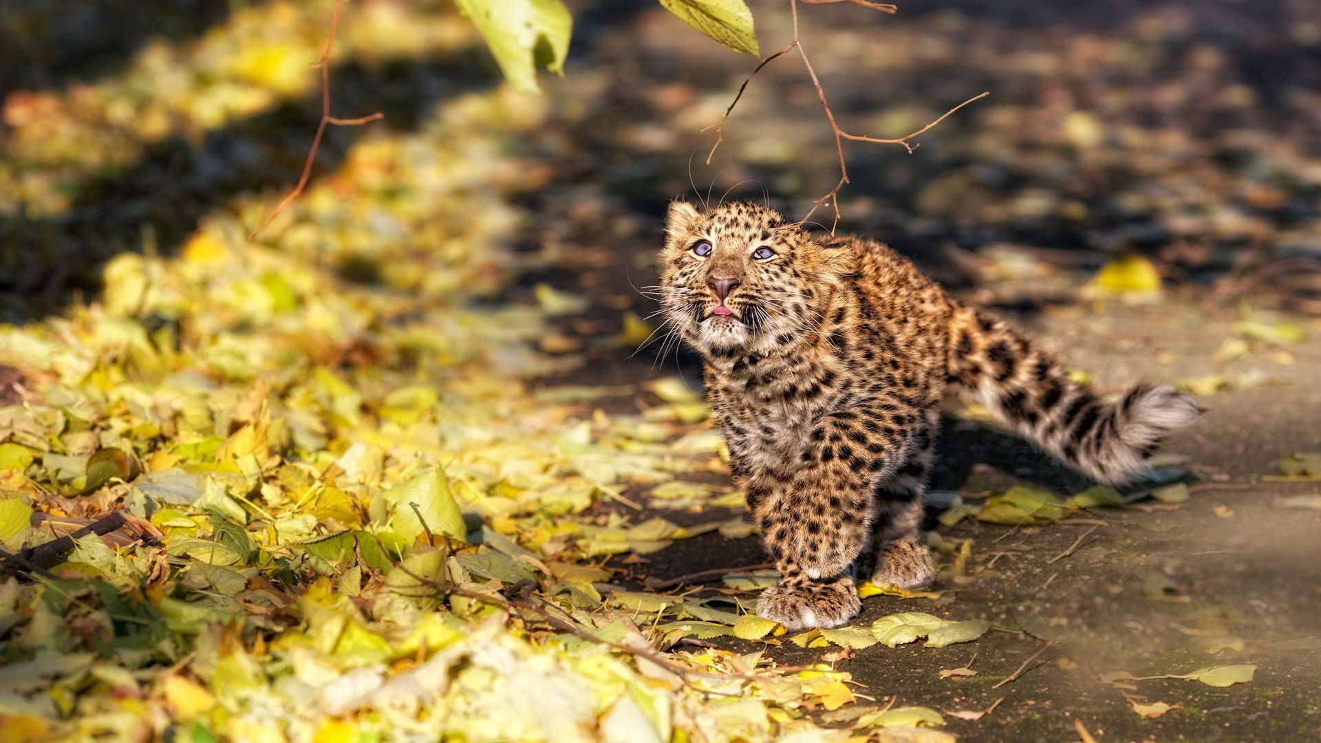 Handy-Wallpaper Leopard, Tiere, Blätter, Kätzchen, Herbst kostenlos herunterladen.