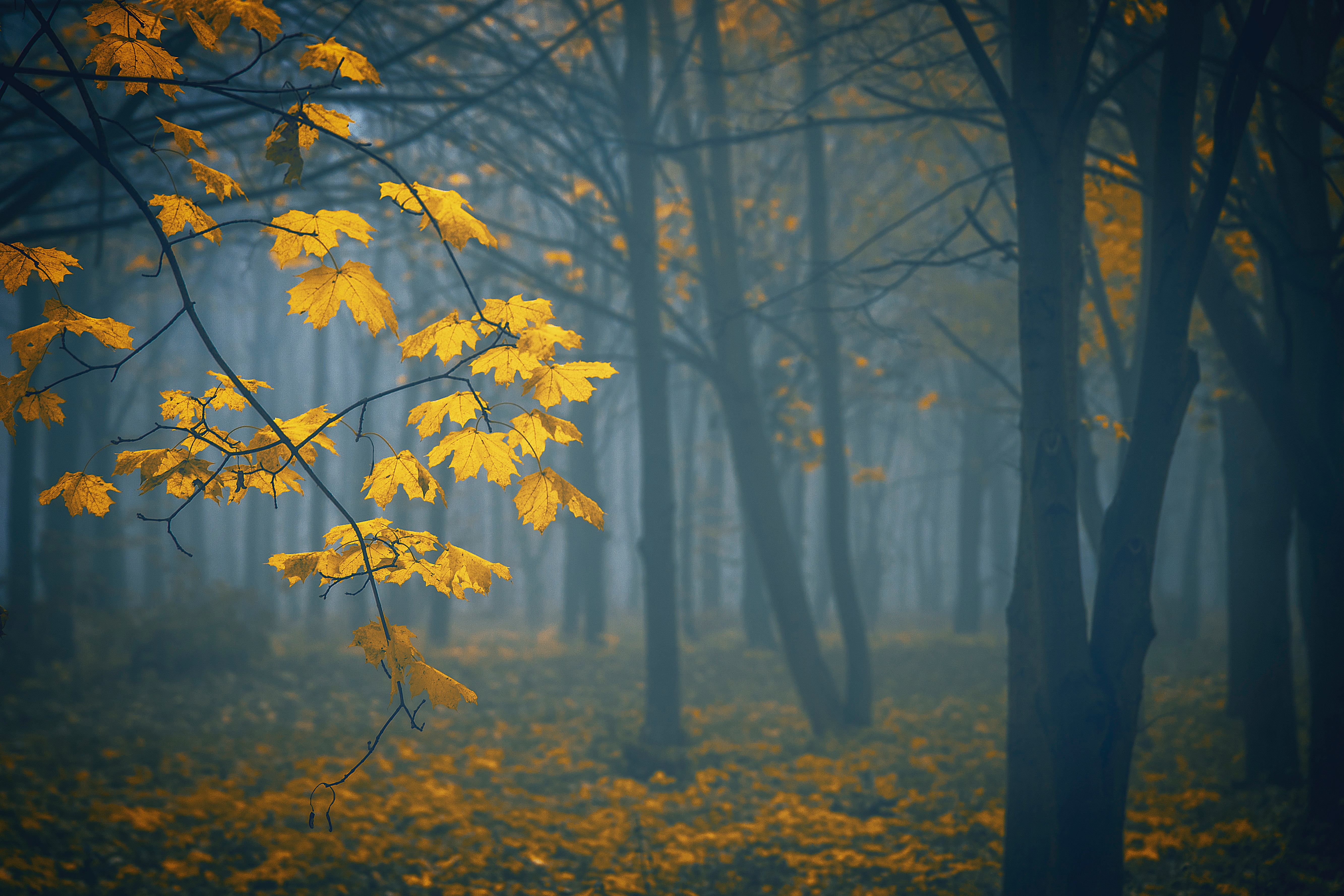 Download mobile wallpaper Autumn, Fog, Trees, Leaves, Nature for free.