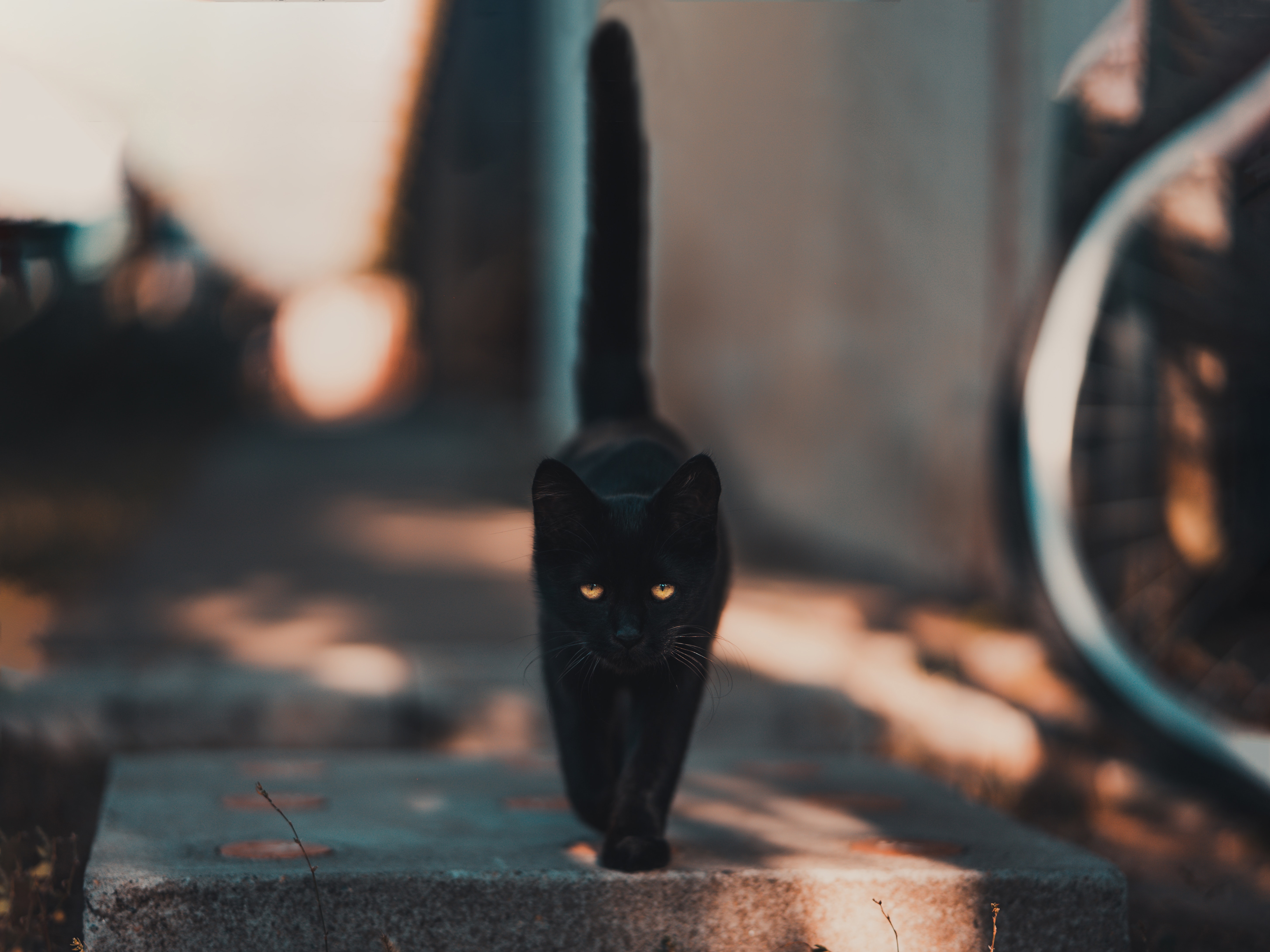 131996 descargar imagen gatito, animales, negro, gato, el negro, paseo: fondos de pantalla y protectores de pantalla gratis