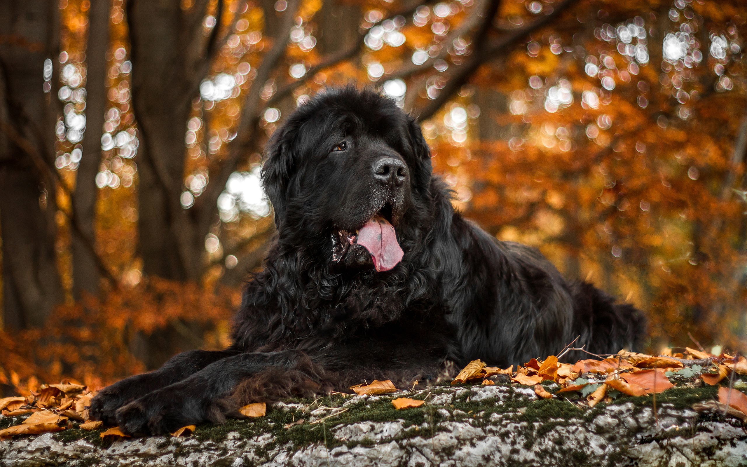 Download mobile wallpaper Dogs, Dog, Fall, Animal, Bokeh, Newfoundland, Depth Of Field for free.