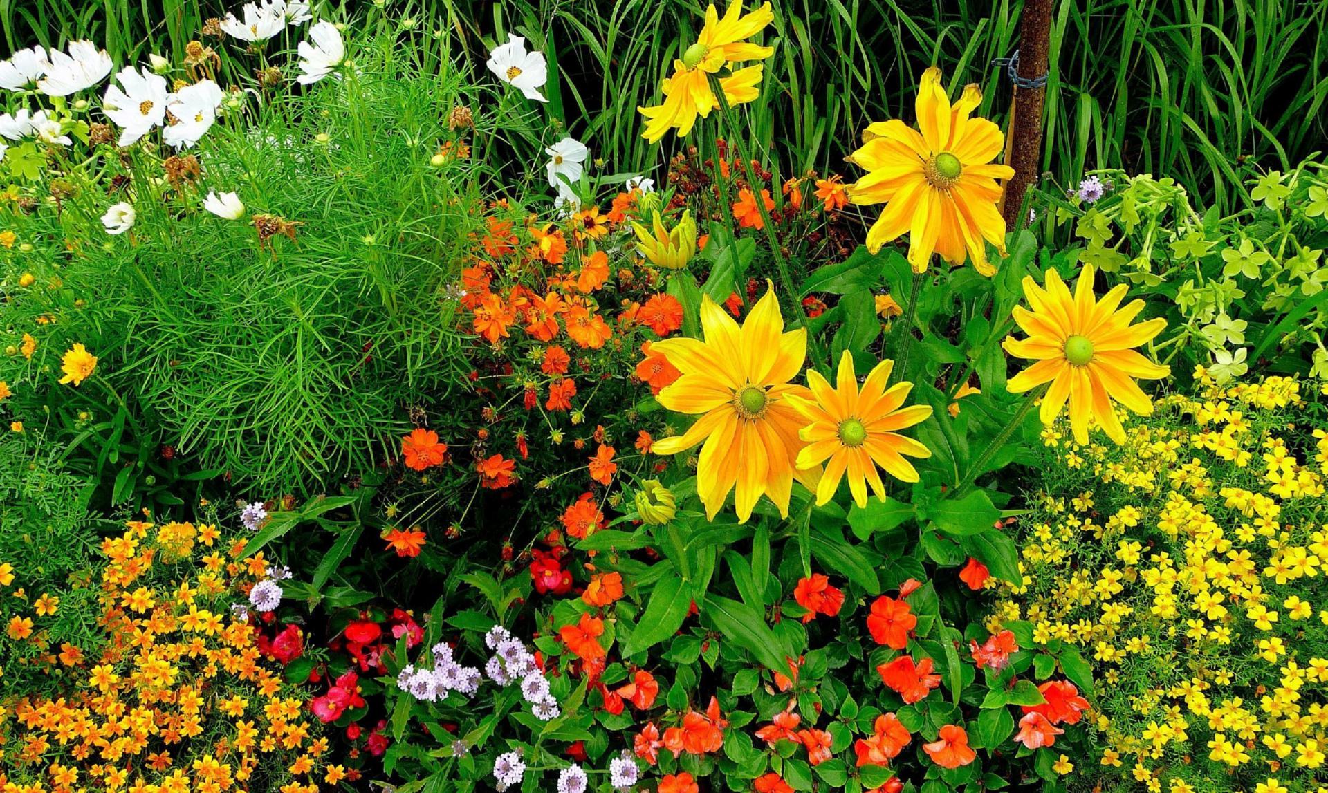 Descarga gratuita de fondo de pantalla para móvil de Flor, Colores, Jardín, Primavera, Flor Amarilla, Hecho Por El Hombre.