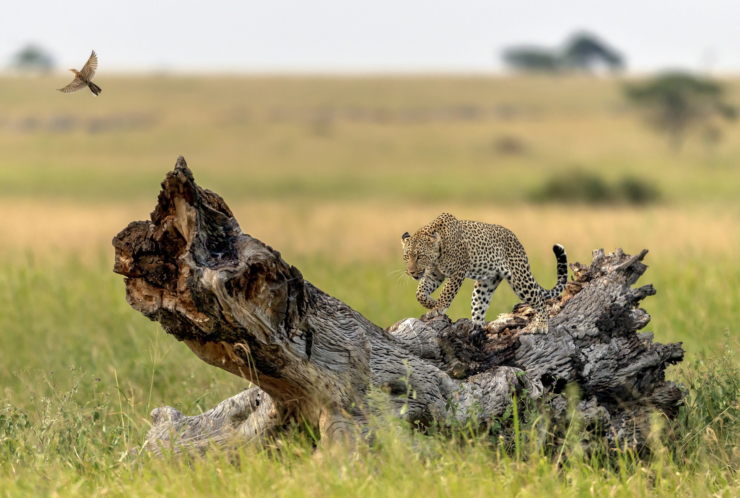 Handy-Wallpaper Tiere, Katzen, Leopard, Tiefenschärfe kostenlos herunterladen.