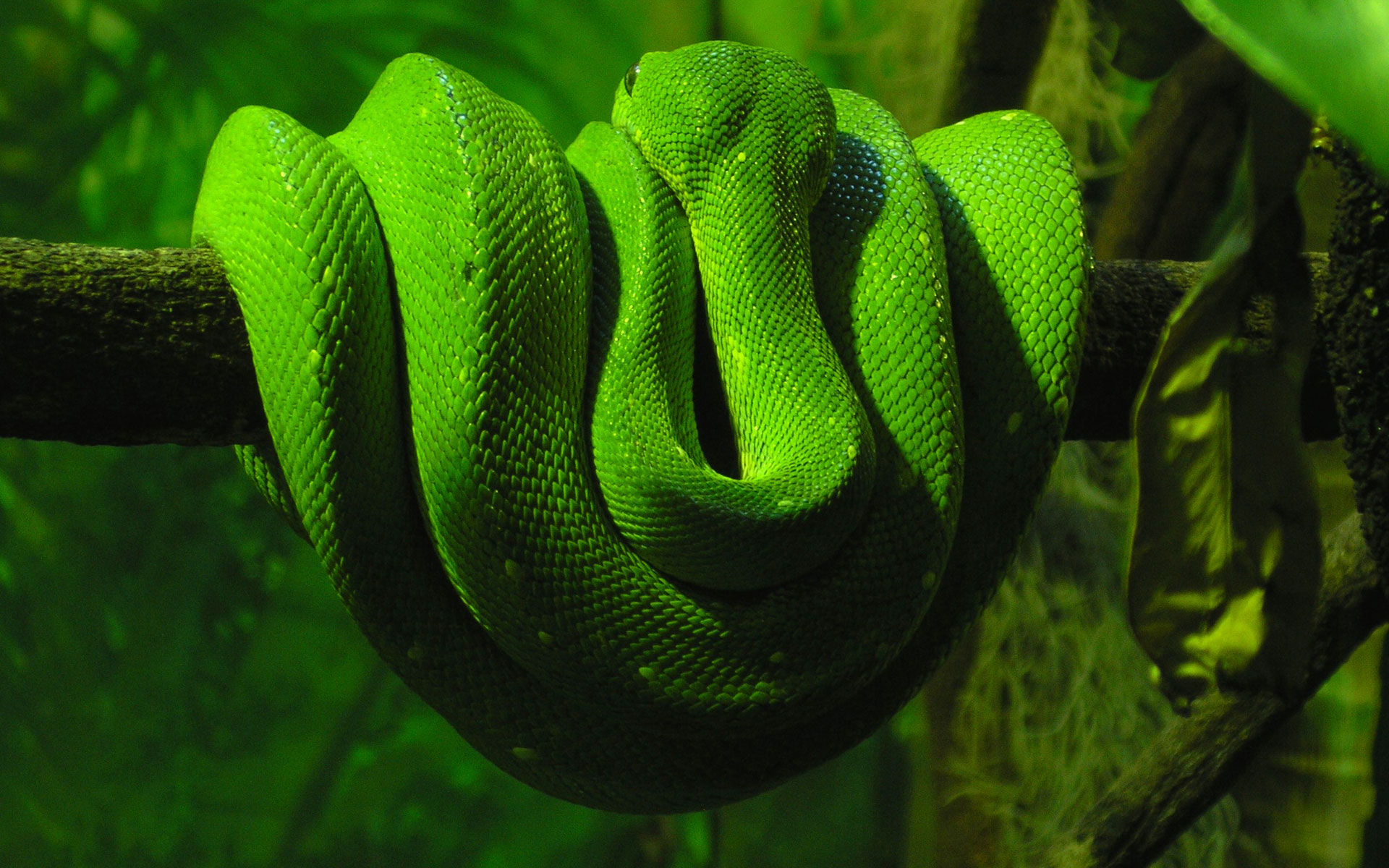 Free download wallpaper Animal, Snake, Reptiles on your PC desktop