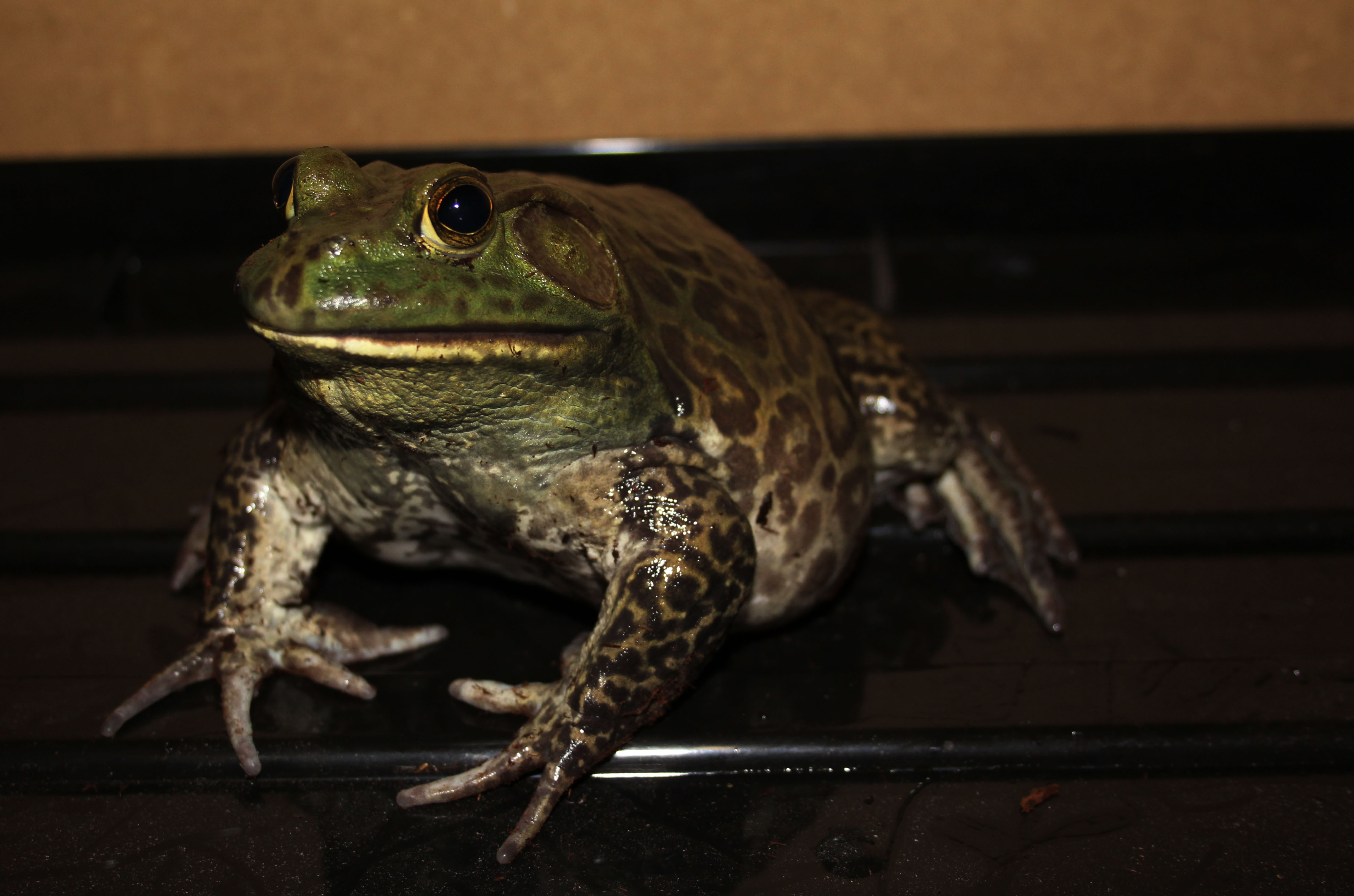 Laden Sie das Frösche, Frosch, Tiere-Bild kostenlos auf Ihren PC-Desktop herunter