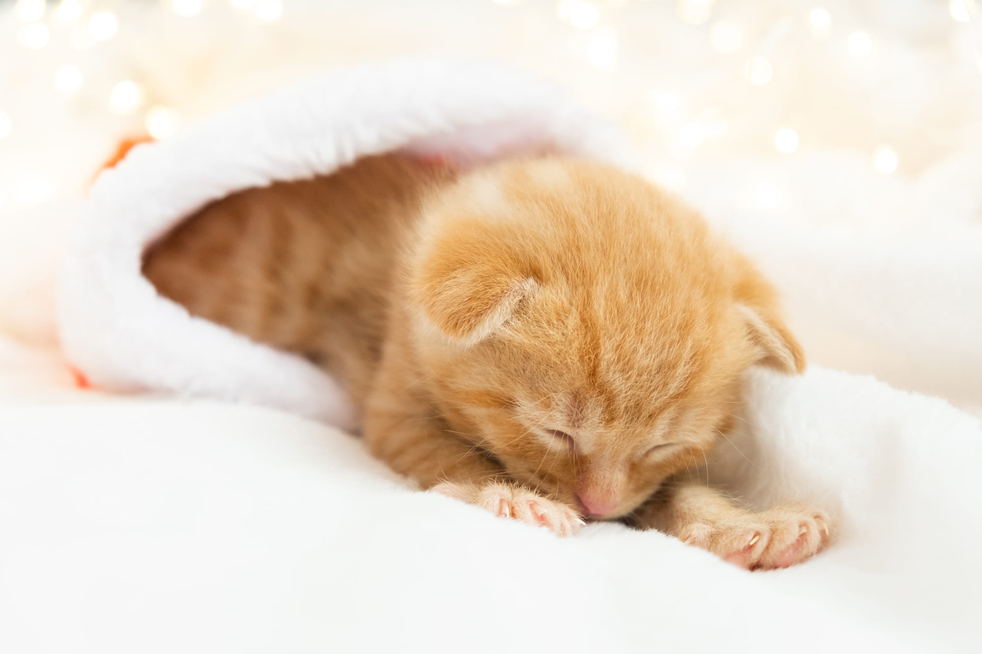 Download mobile wallpaper Kitten, Baby Animal, Cat, Cats, Animal for free.