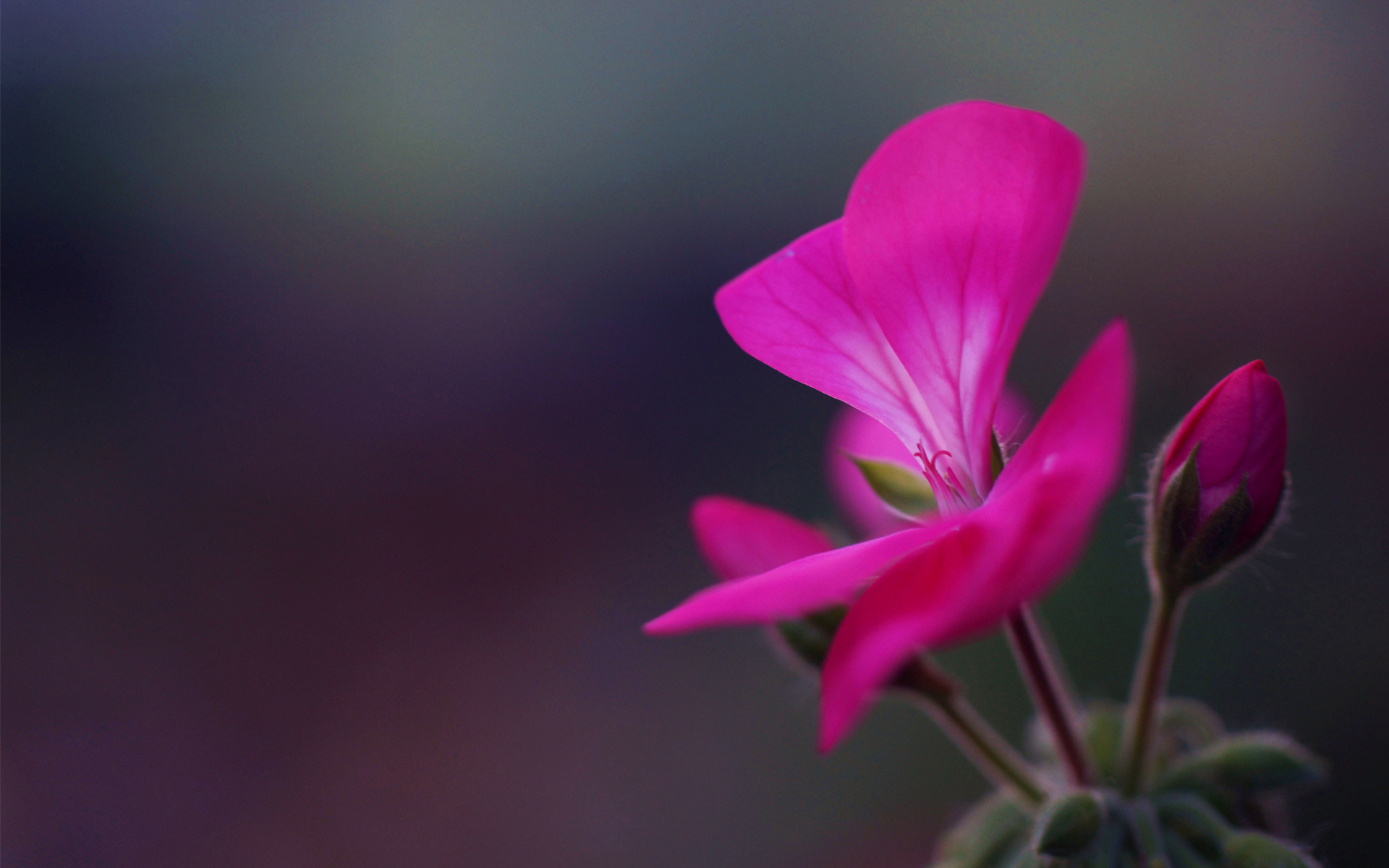 Baixe gratuitamente a imagem Flores, Flor, Terra/natureza na área de trabalho do seu PC