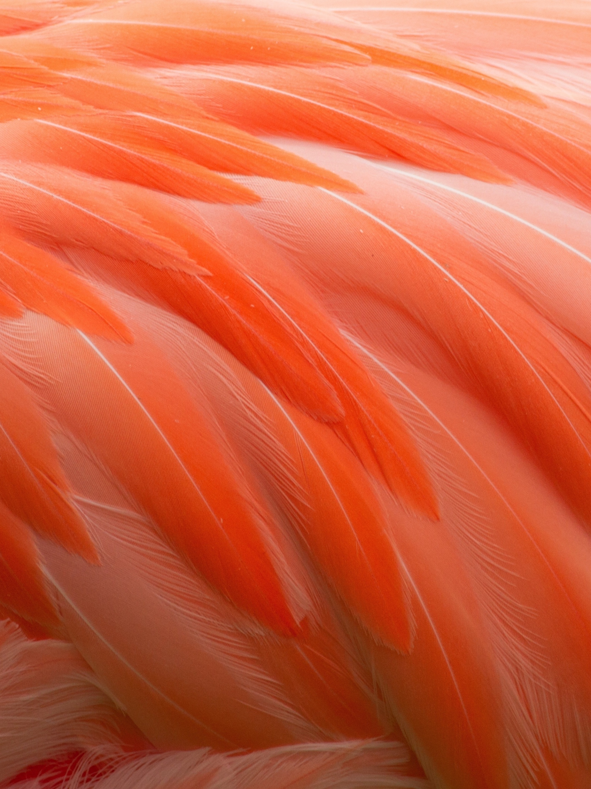 Download mobile wallpaper Feather, Photography, Orange (Color) for free.