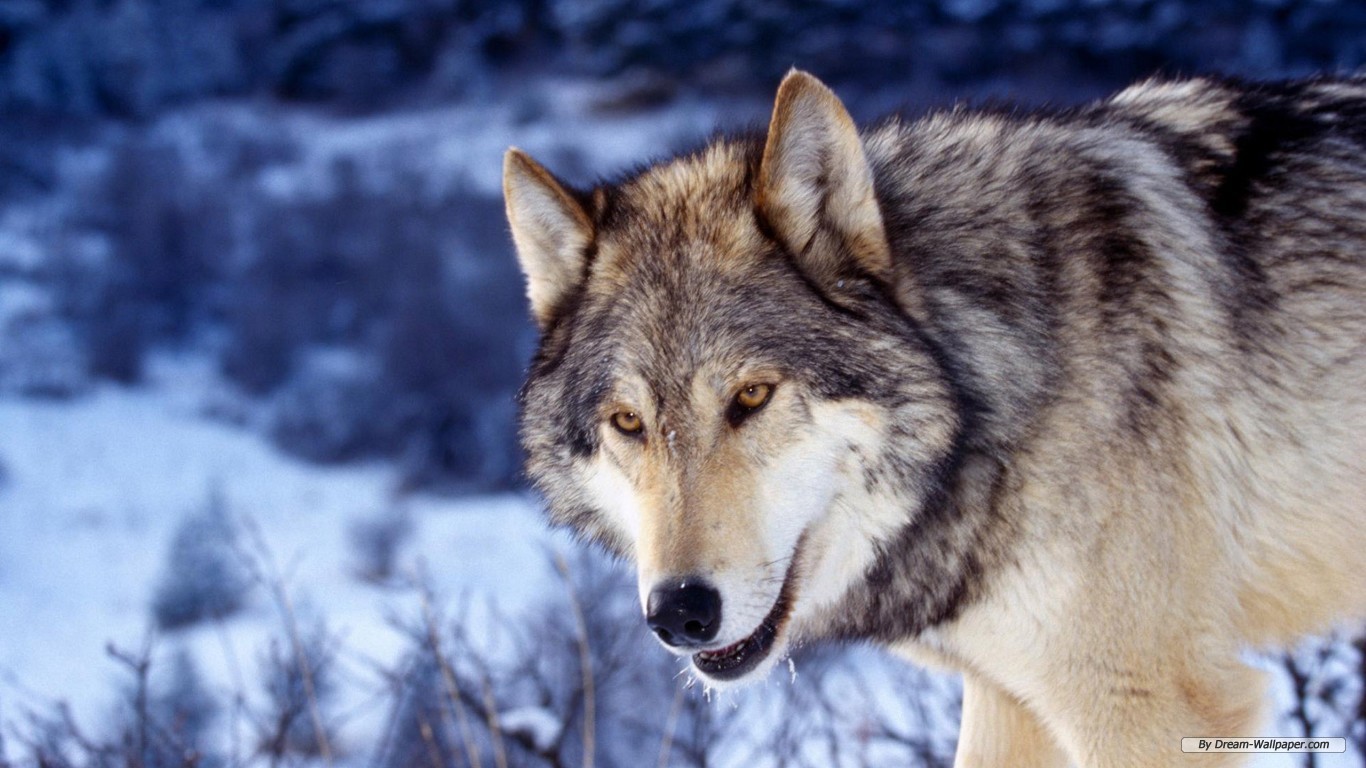 Download mobile wallpaper Wolf, Animal for free.