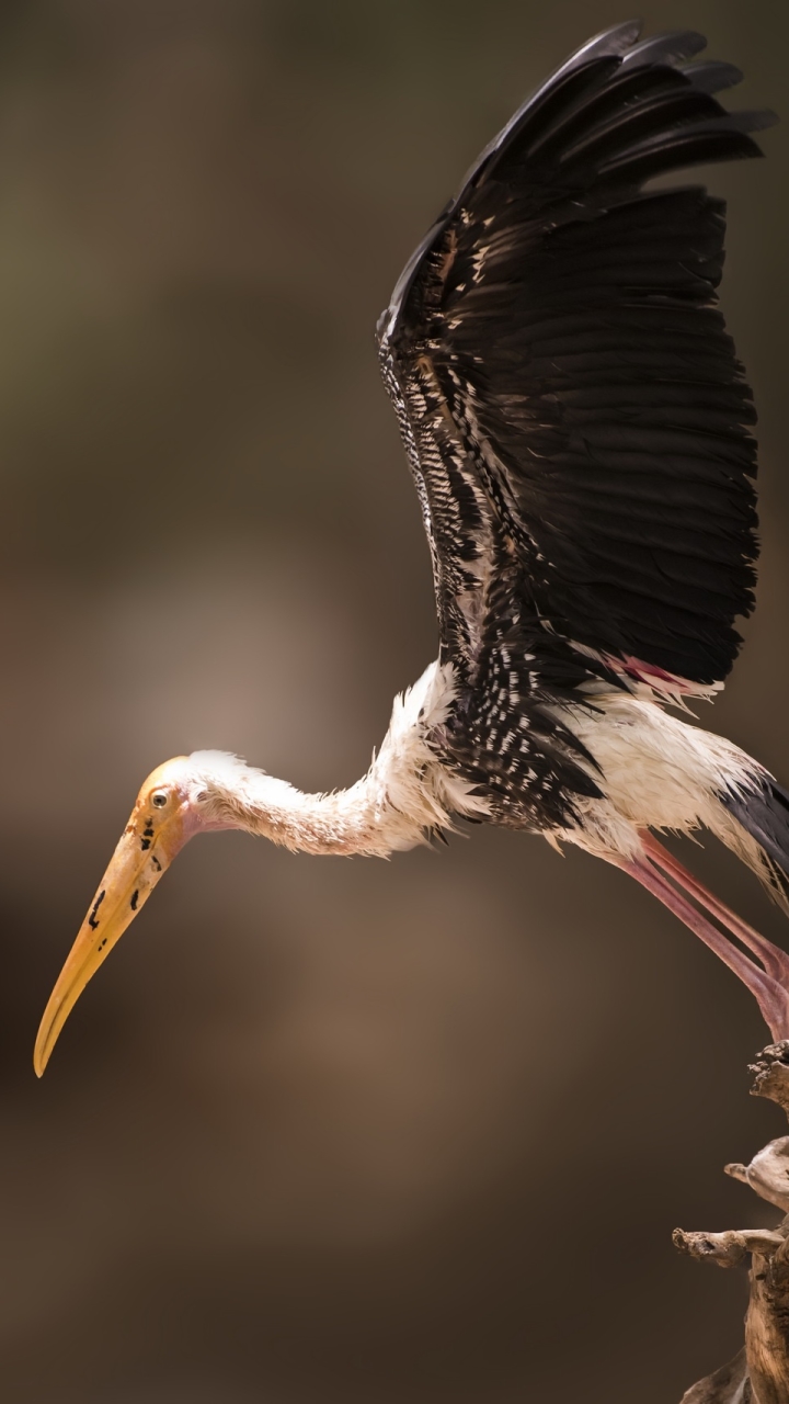 Baixar papel de parede para celular de Animais, Aves, Pássaro gratuito.