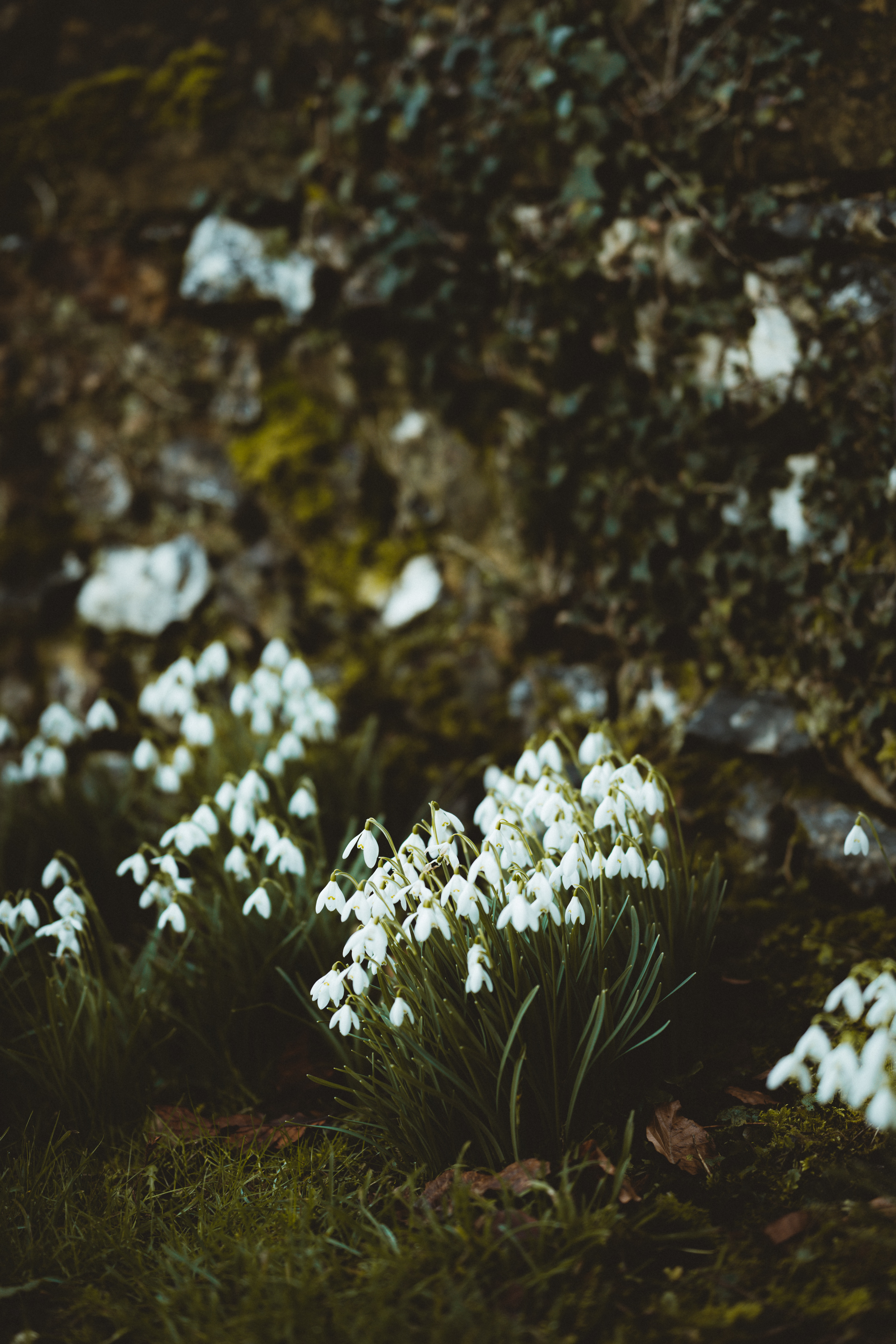 120914 baixar imagens flores, snowdrops, branco, florescer, floração, primavera - papéis de parede e protetores de tela gratuitamente