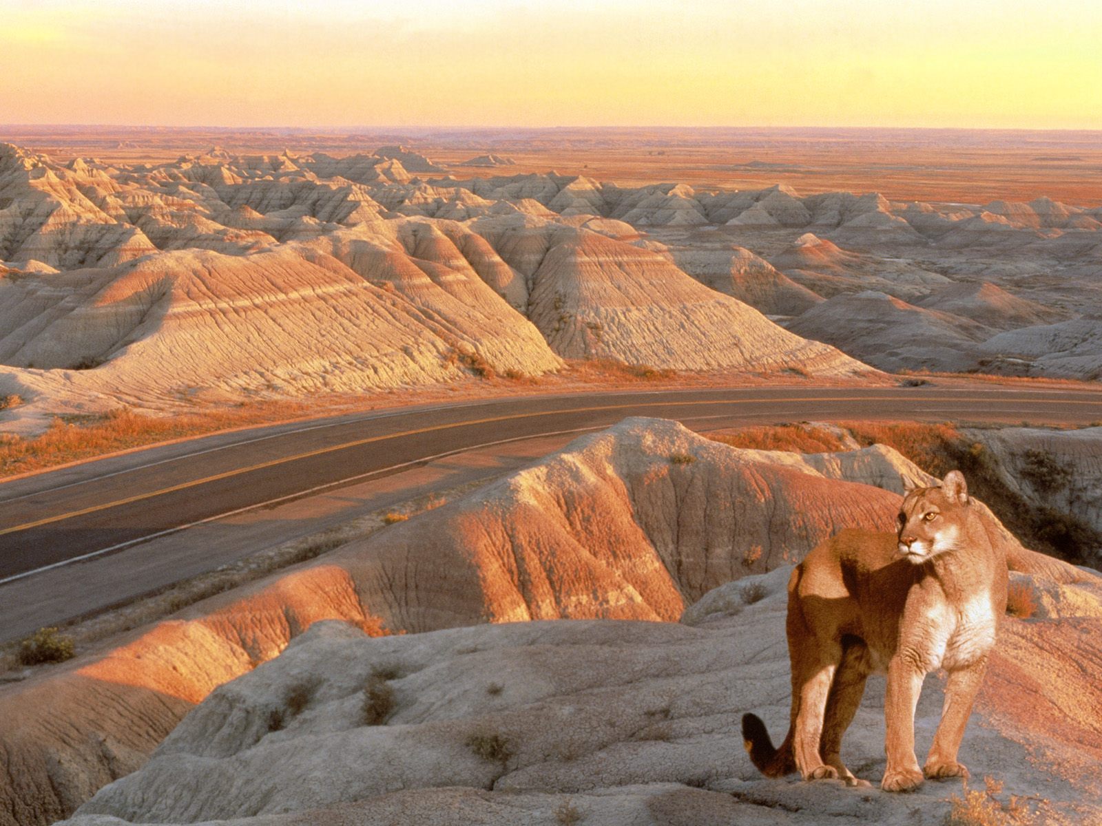 Laden Sie das Tiere, Katzen, Jaguar, Löwe-Bild kostenlos auf Ihren PC-Desktop herunter