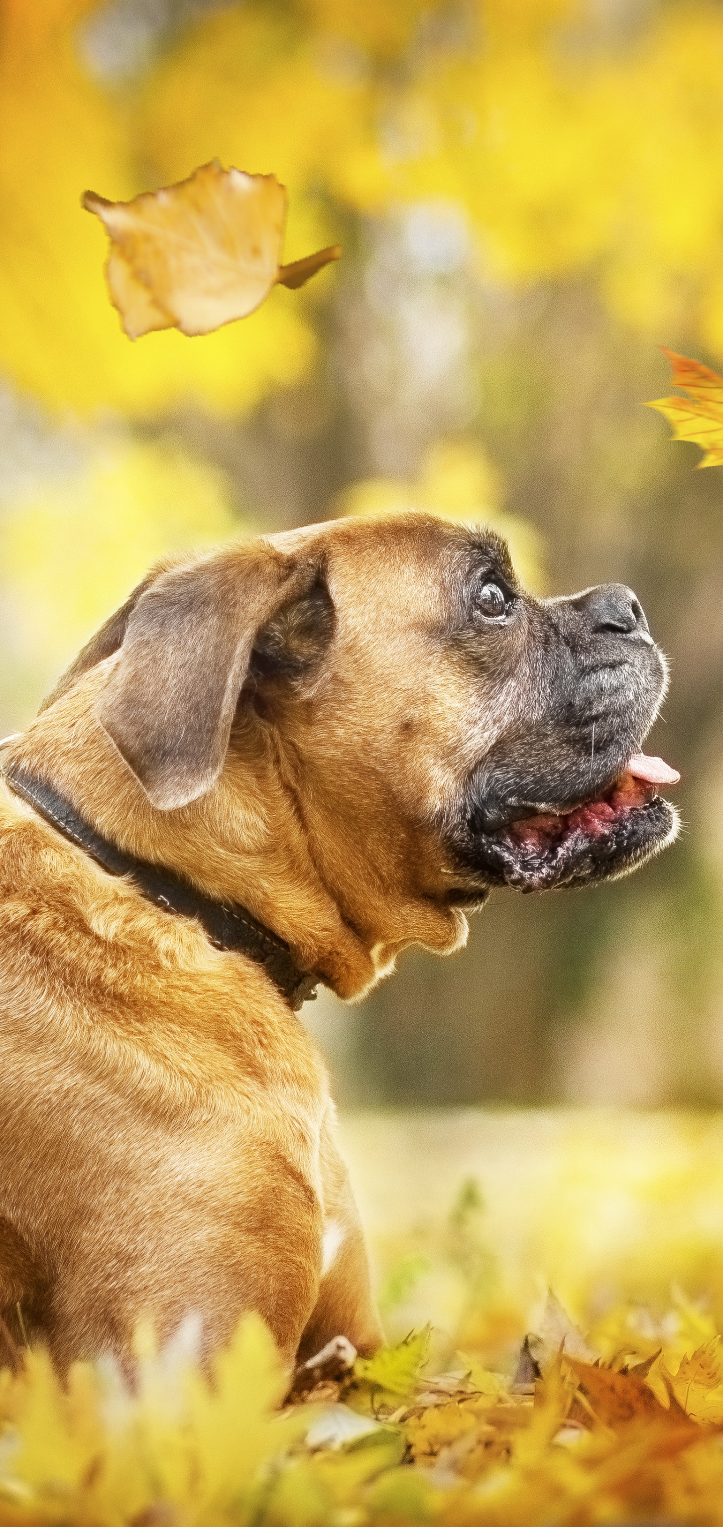 Download mobile wallpaper Dogs, Dog, Leaf, Fall, Animal, Boxer, Depth Of Field, Boxer (Dog) for free.