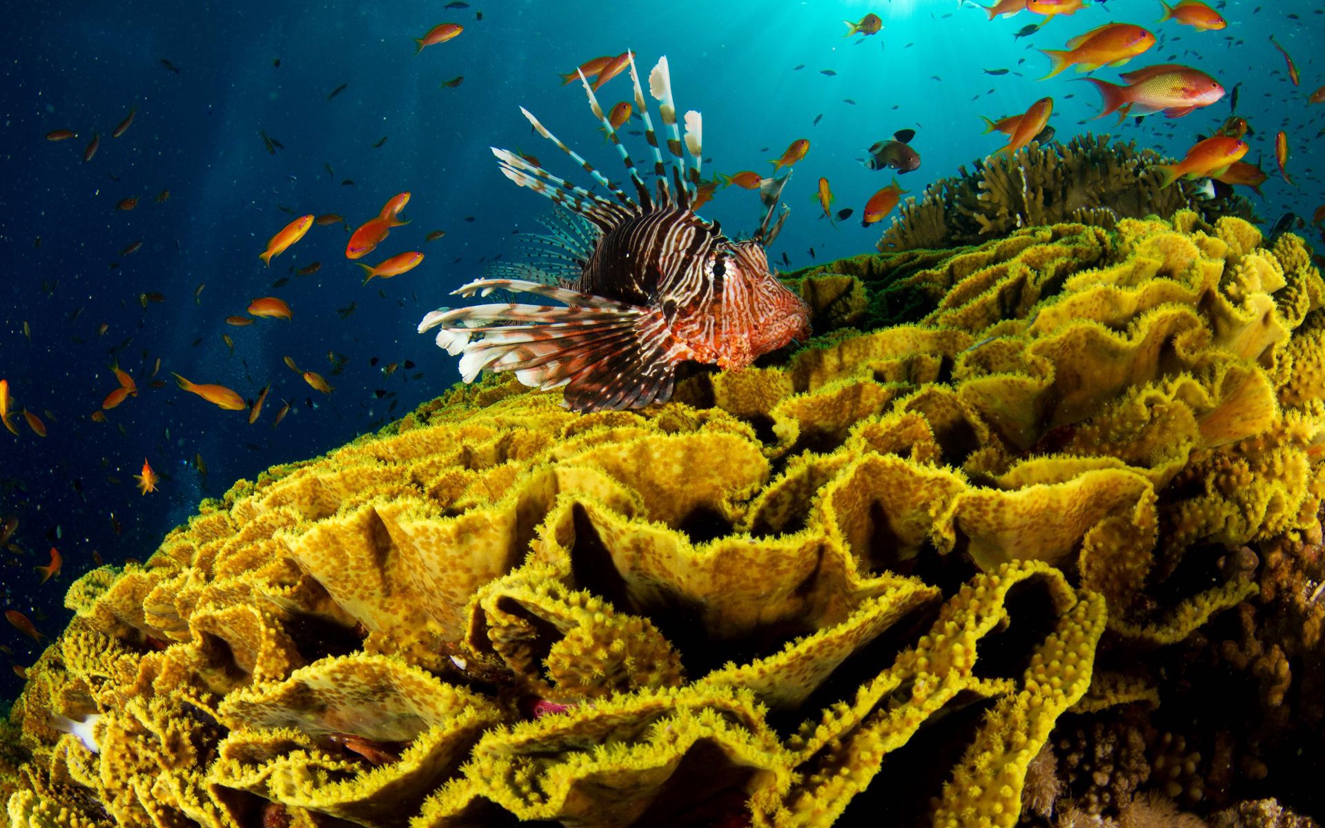 95270 скачать картинку подводный мир, животные, кораллы, рыба - обои и заставки бесплатно