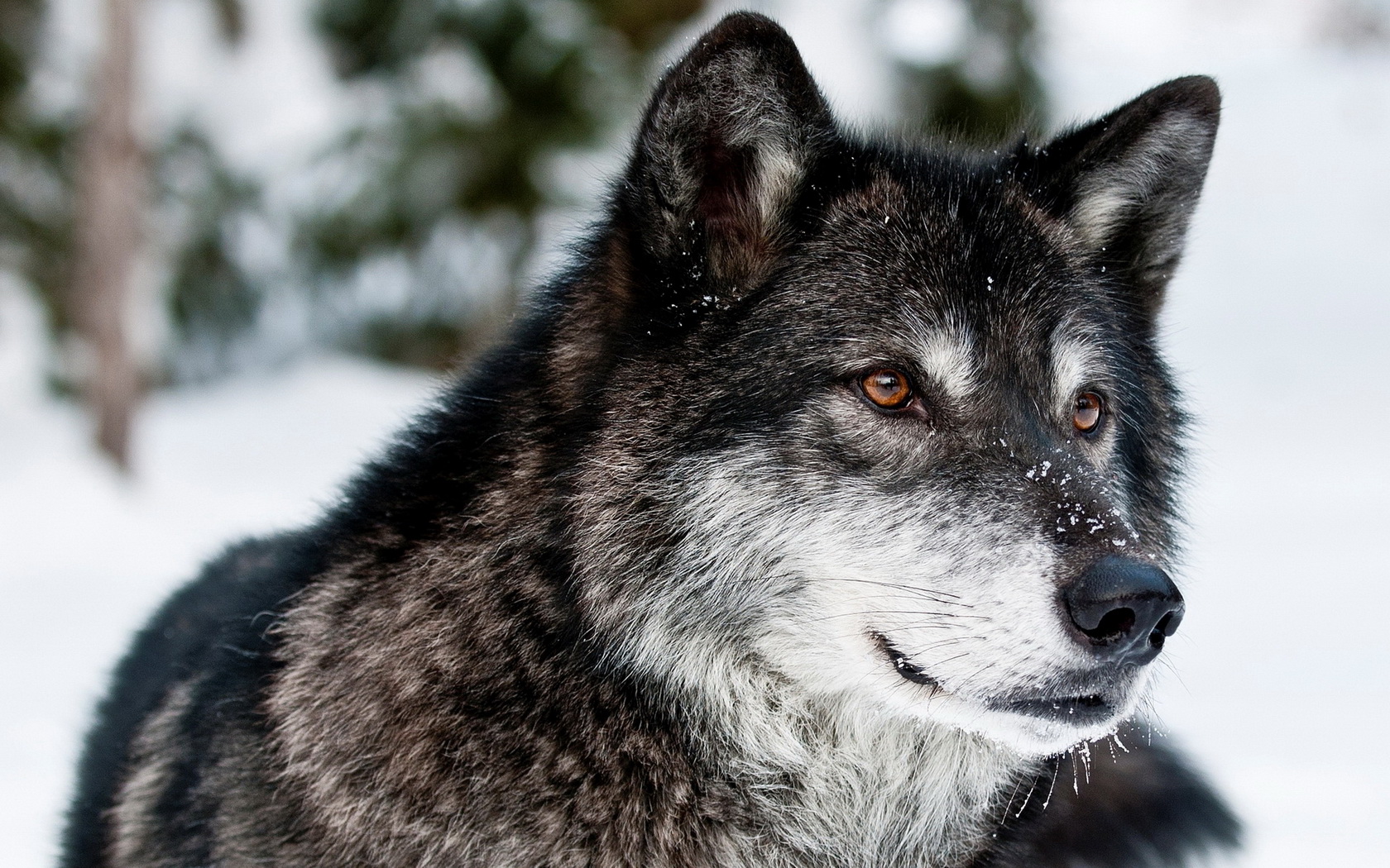 Laden Sie das Tiere, Wolf-Bild kostenlos auf Ihren PC-Desktop herunter