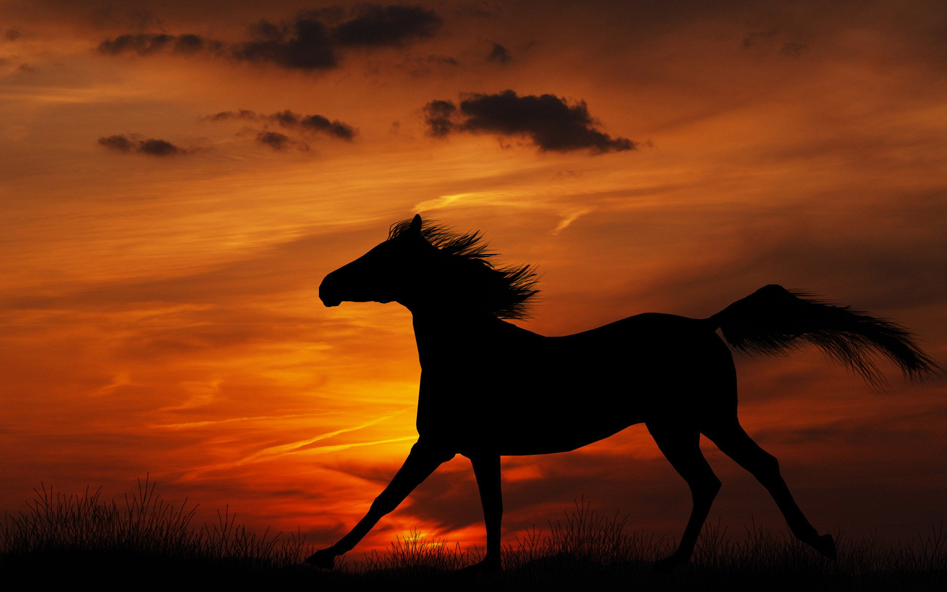 593476 descargar imagen caballo, animales: fondos de pantalla y protectores de pantalla gratis