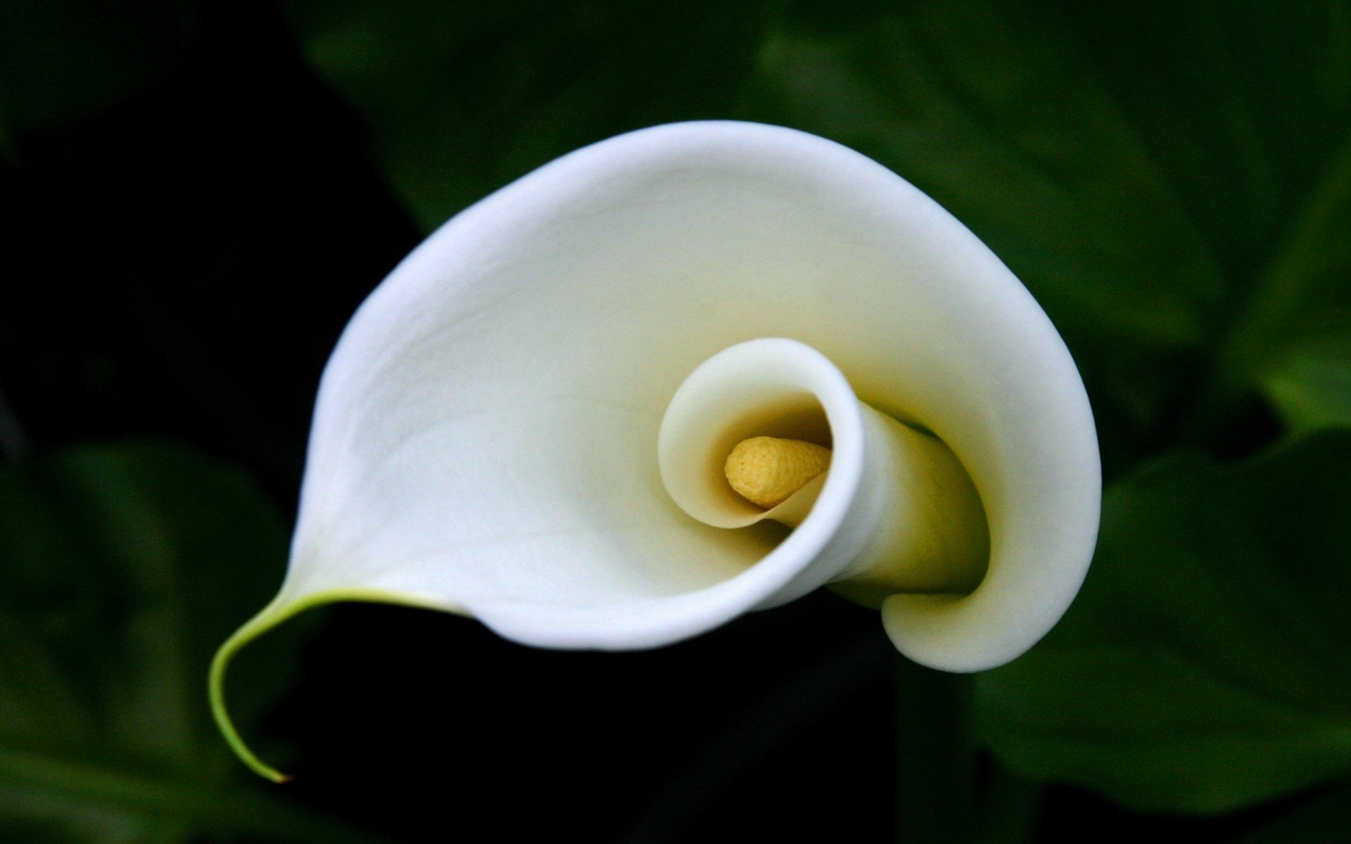 Download mobile wallpaper Earth, Calla Lily for free.