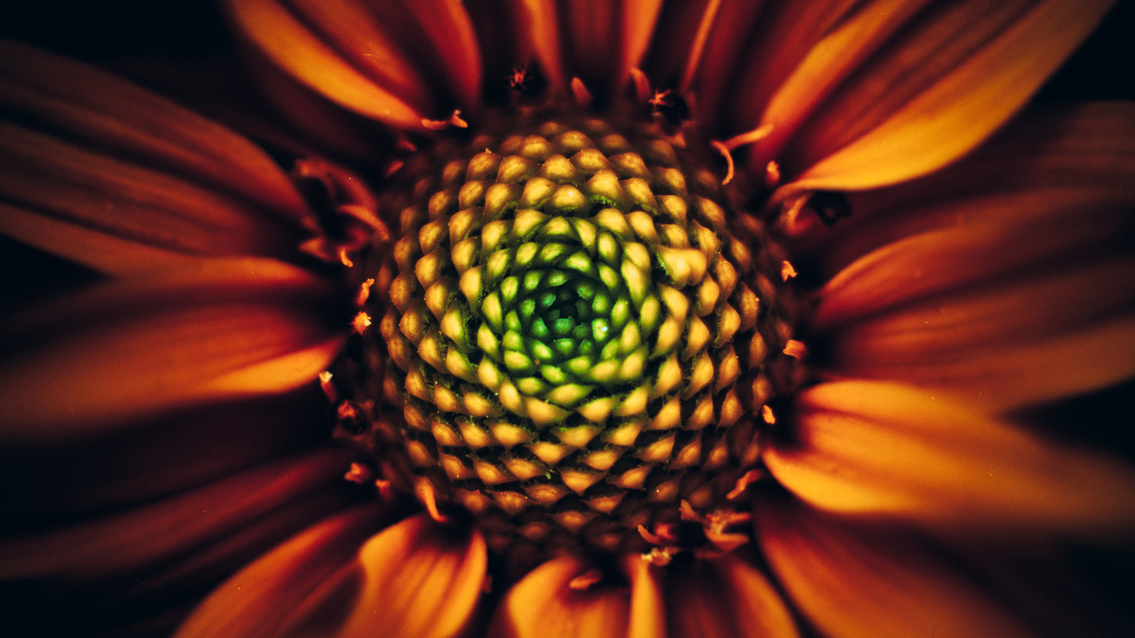 Free download wallpaper Flowers, Flower, Macro, Earth, Sunflower on your PC desktop