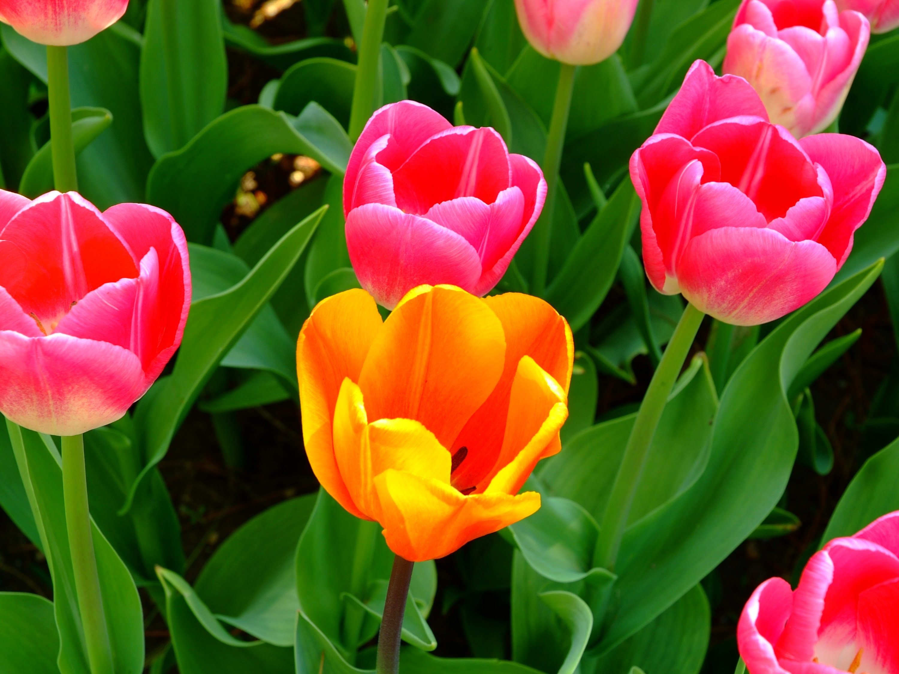 Laden Sie das Blumen, Blume, Nahansicht, Tulpe, Erde/natur, Pinke Blume, Orangene Blume-Bild kostenlos auf Ihren PC-Desktop herunter