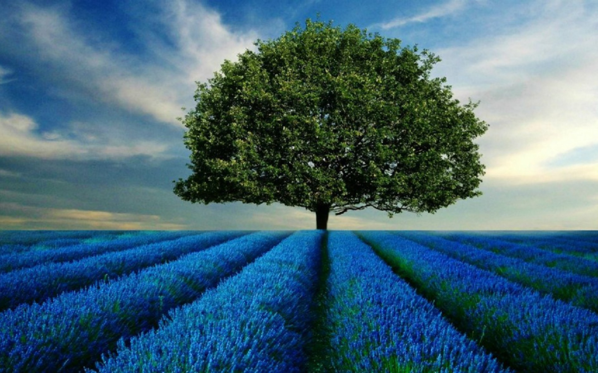 Download mobile wallpaper Nature, Trees, Tree, Earth, Field, Lavender, Lonely Tree for free.