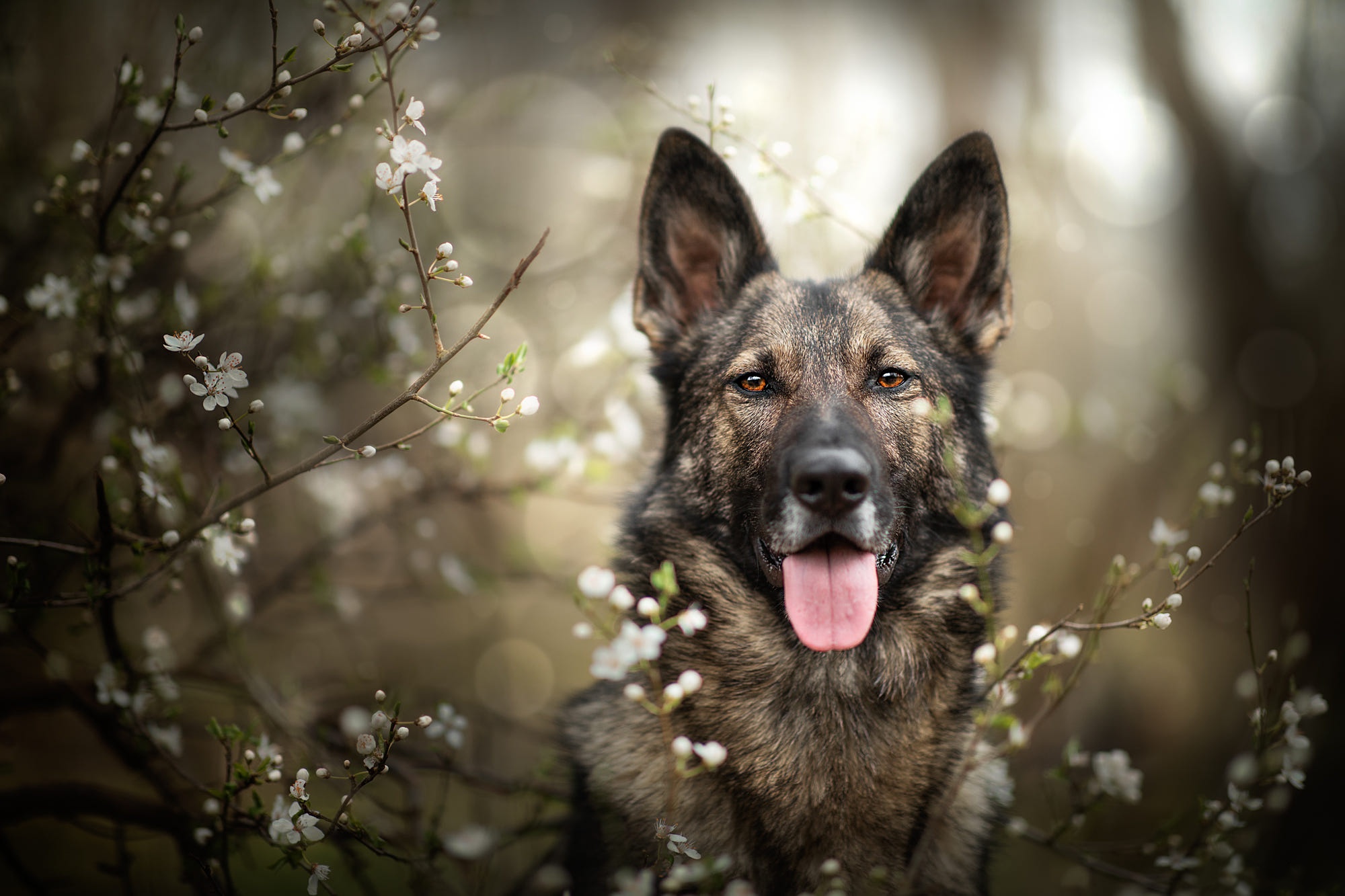 Handy-Wallpaper Tiere, Hunde, Hund, Schäferhund kostenlos herunterladen.