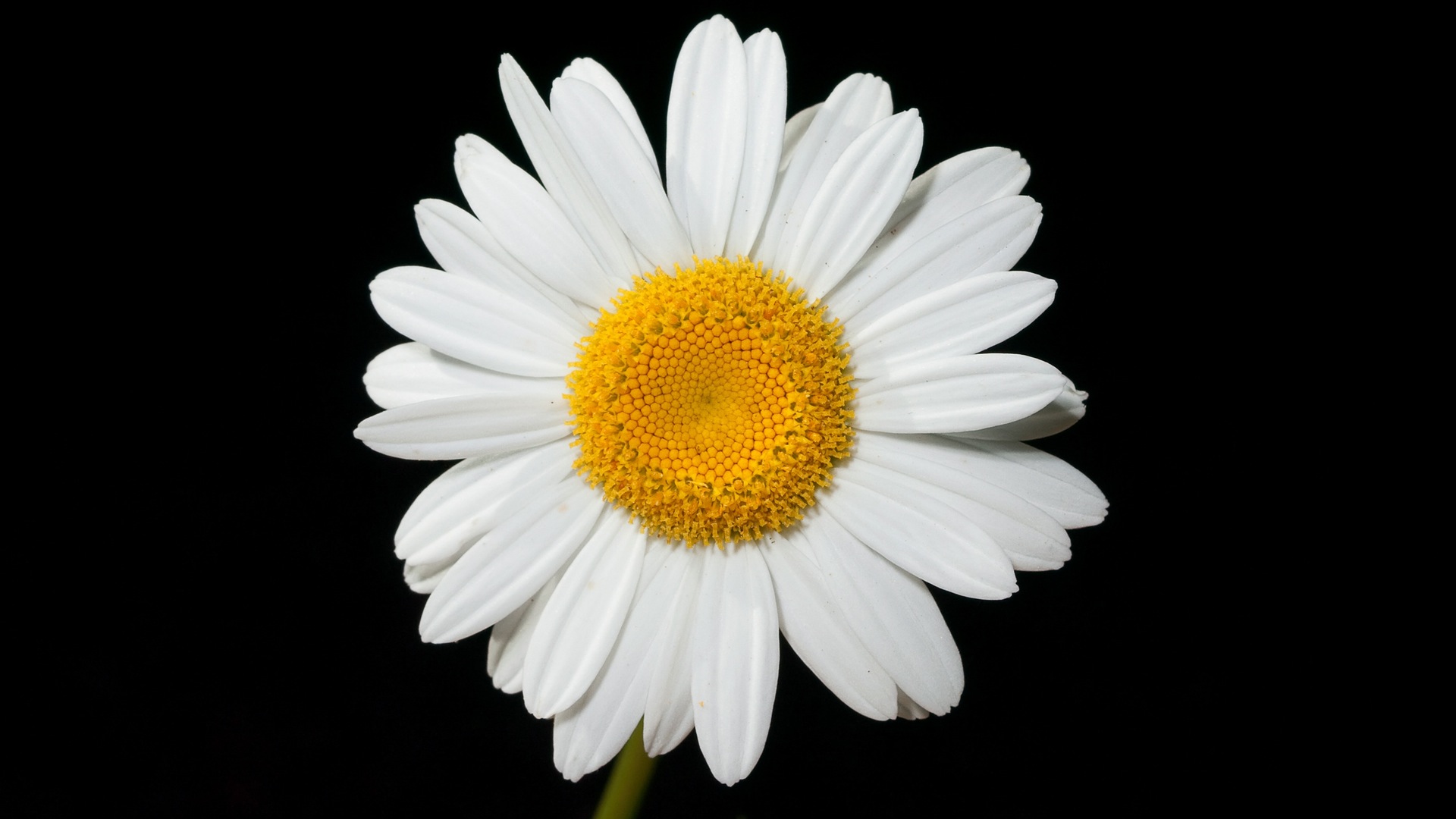 earth, camomile, close up, daisy, flower, white flower, flowers