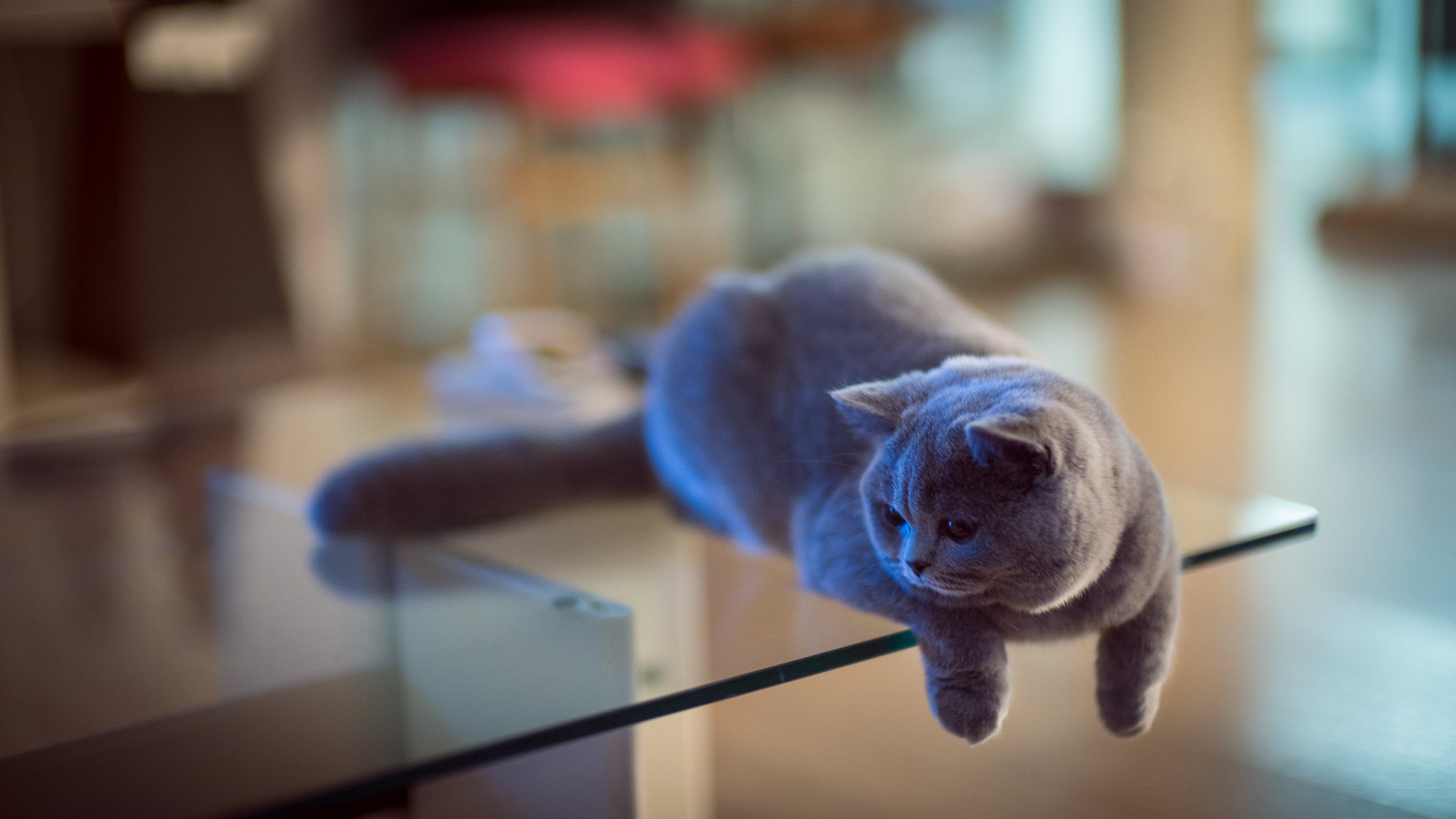 Free download wallpaper Cats, Cat, Animal, Depth Of Field on your PC desktop
