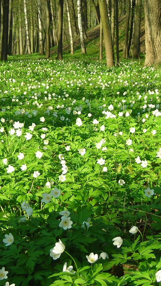 Téléchargez des papiers peints mobile Fleurs, Fleur, Terre/nature gratuitement.