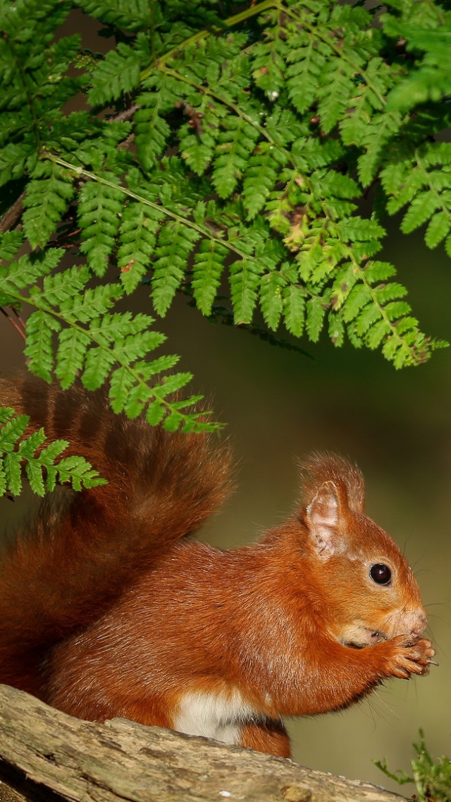 Download mobile wallpaper Squirrel, Fern, Animal, Rodent for free.