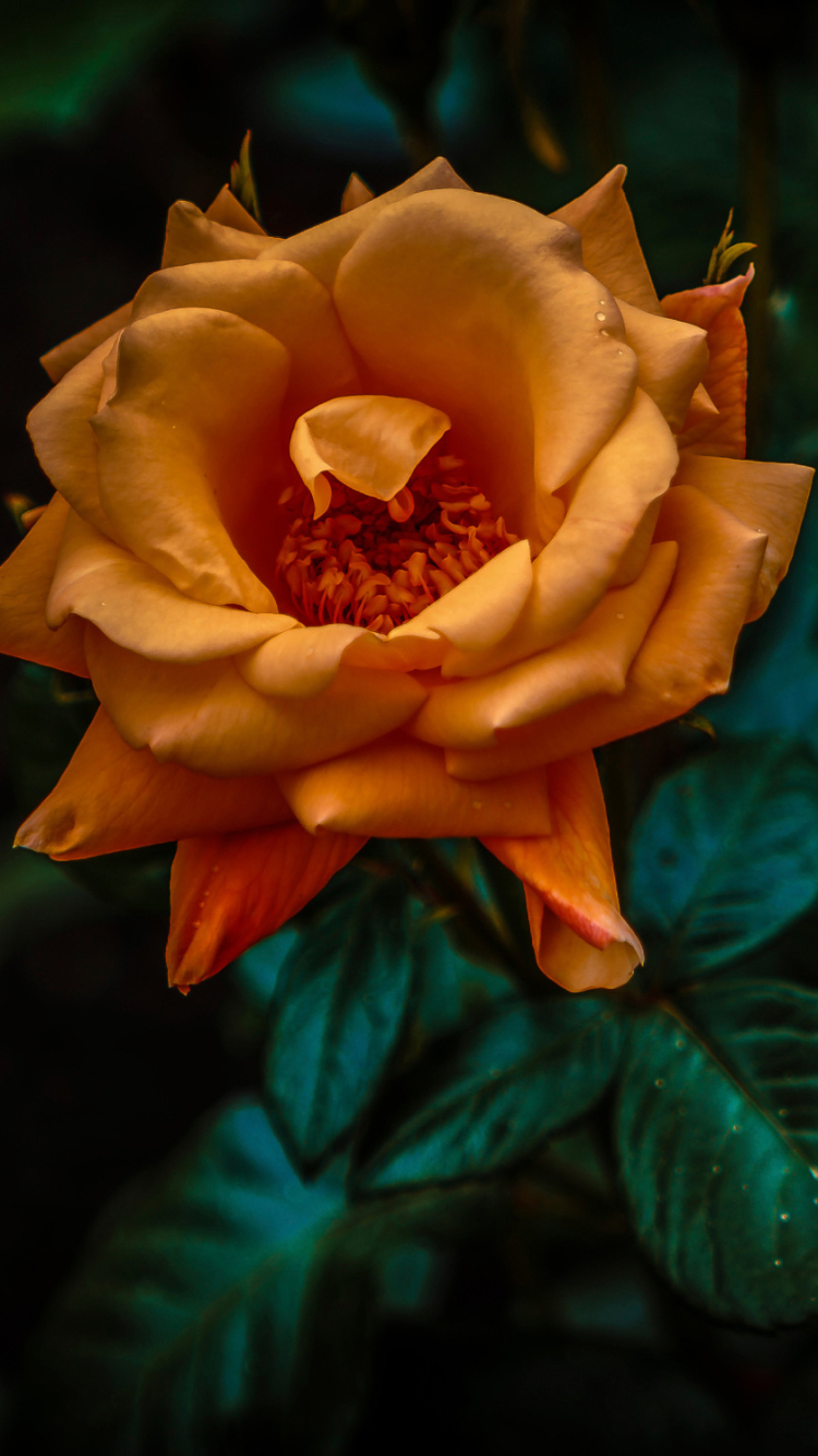 Download mobile wallpaper Flowers, Flower, Rose, Close Up, Leaf, Earth, Orange Flower for free.