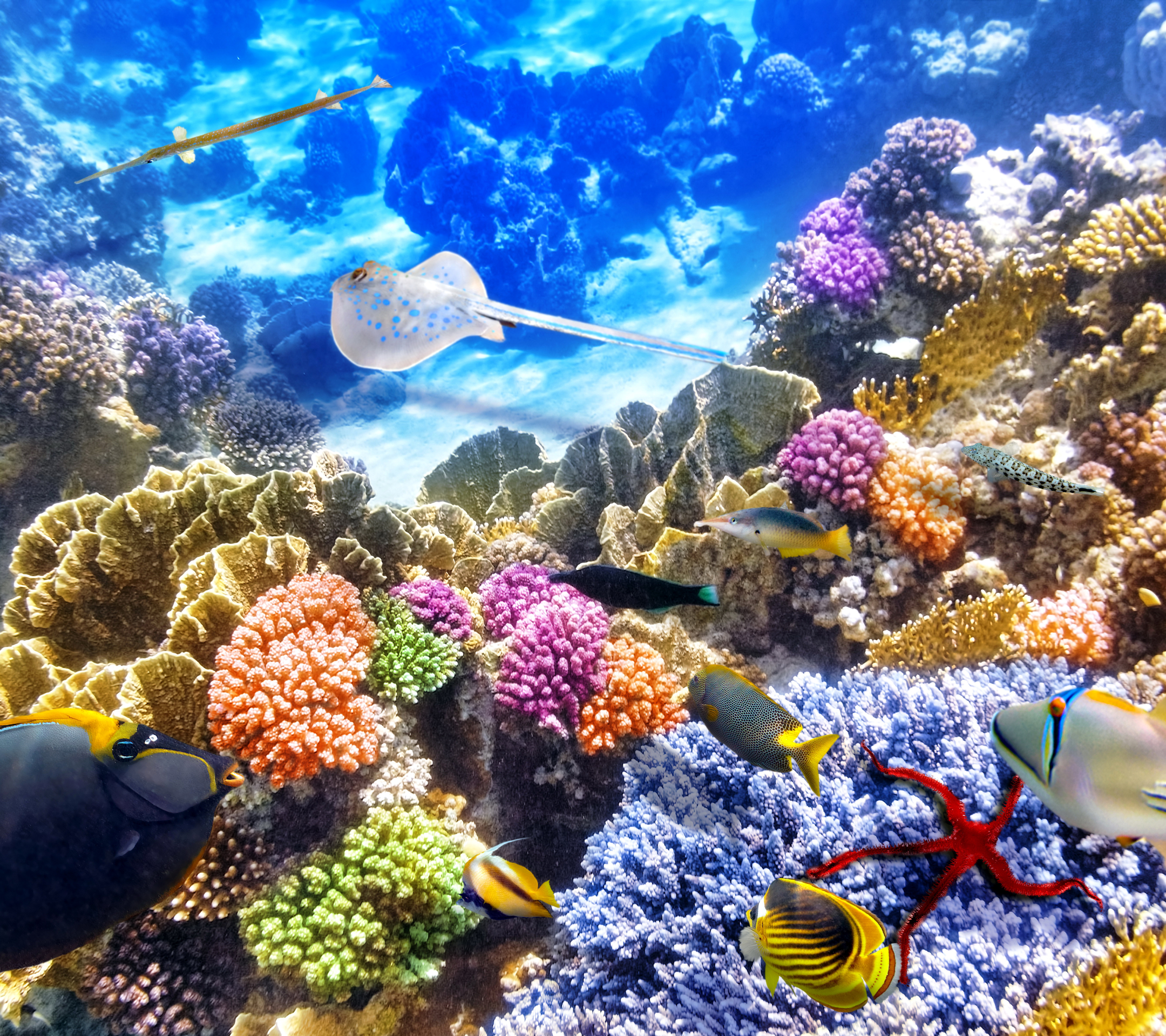 1123748 télécharger l'image animaux, poisson, raie, corail, sous marin, sous l'eau, des poissons - fonds d'écran et économiseurs d'écran gratuits