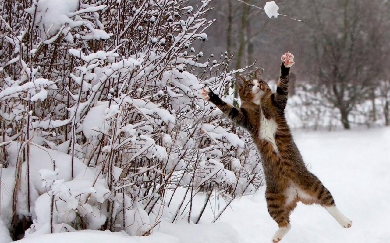 winter, animal, cat, jump, snow