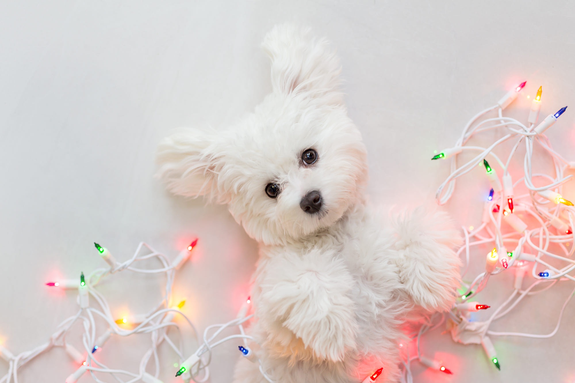 494418 Hintergrundbild herunterladen tiere, west highland white terrier, tierbaby, weihnachtsbeleuchtung, hund, welpen, hunde - Bildschirmschoner und Bilder kostenlos