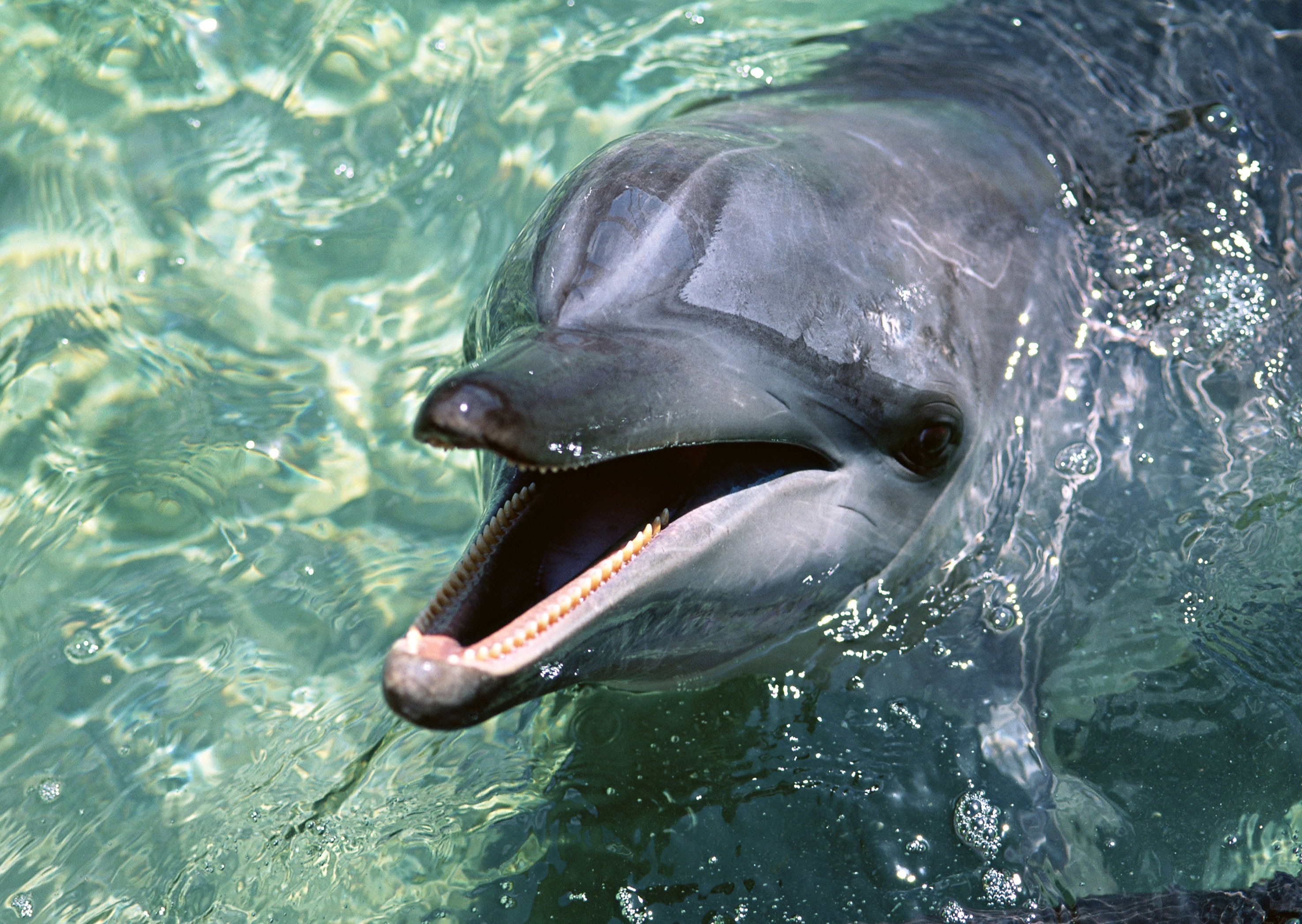 140405 скачать картинку милый, гладкий, дельфин, животные, вода, морда, игривый - обои и заставки бесплатно